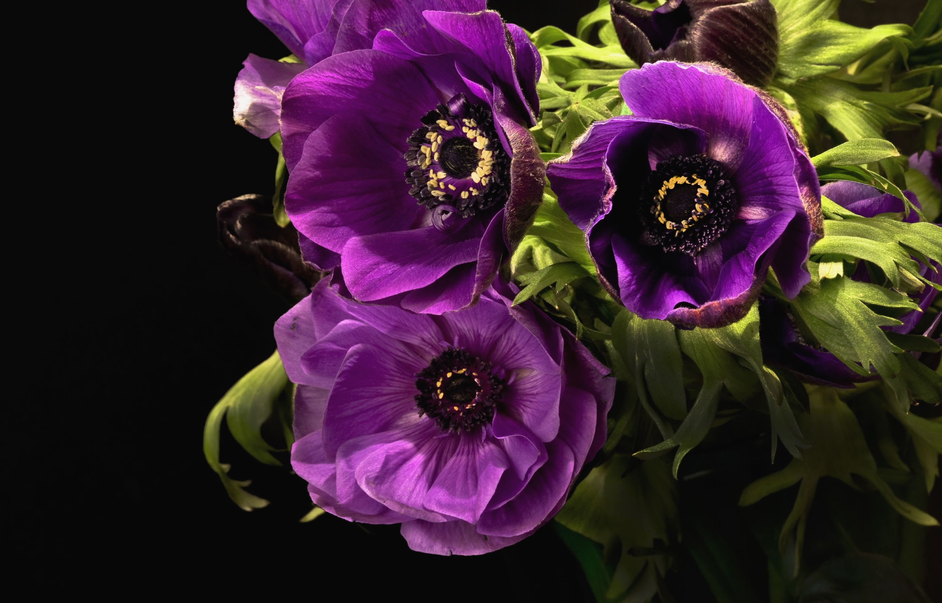 Download Purple Flower Nature Closeup Leaf Flower Anemone HD Wallpaper