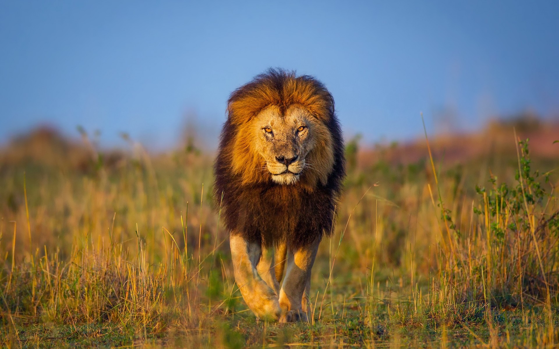 Download Bokeh Africa Animal Lion HD Wallpaper