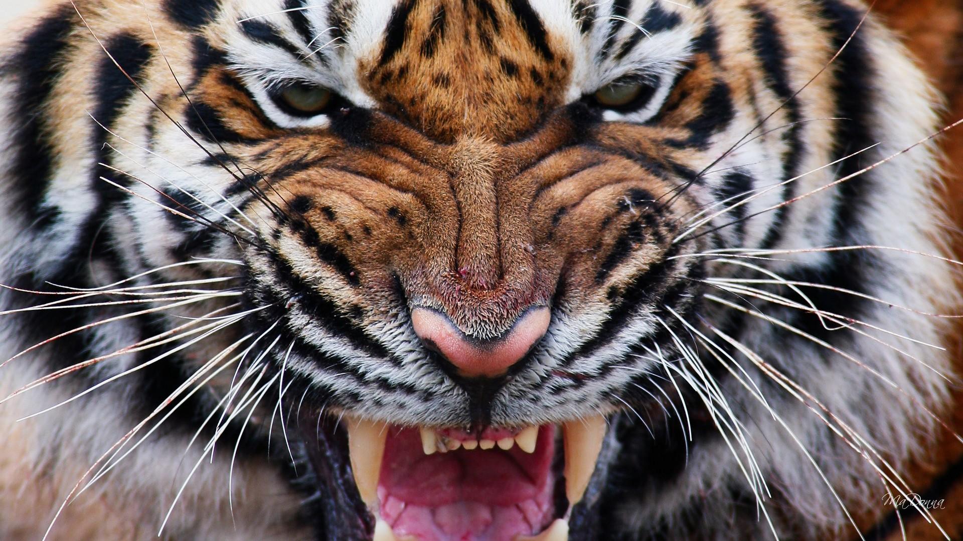 Download Closeup Face Animal Tiger HD Wallpaper by Ma Donna