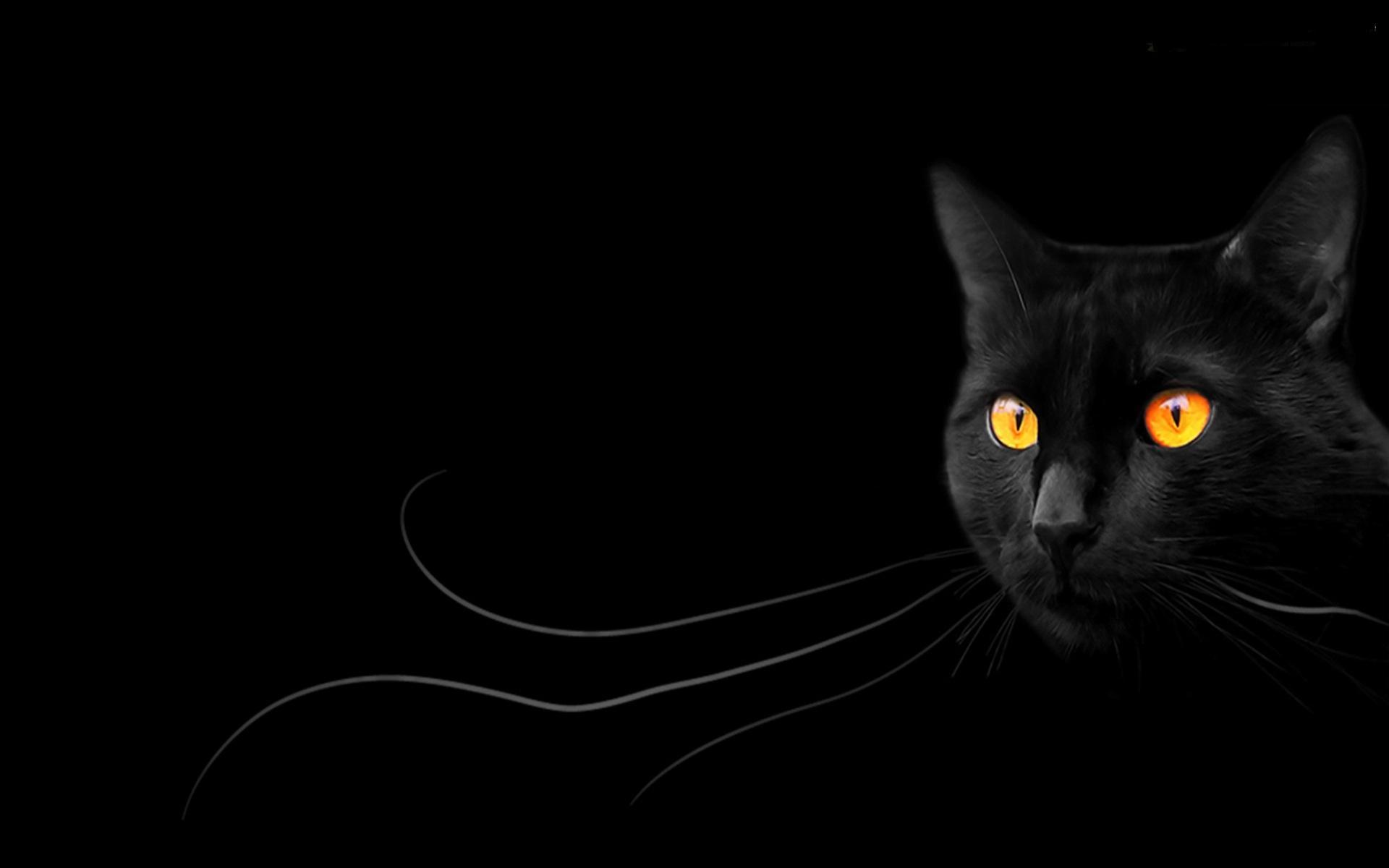 Download Black Animal Cat HD Wallpaper