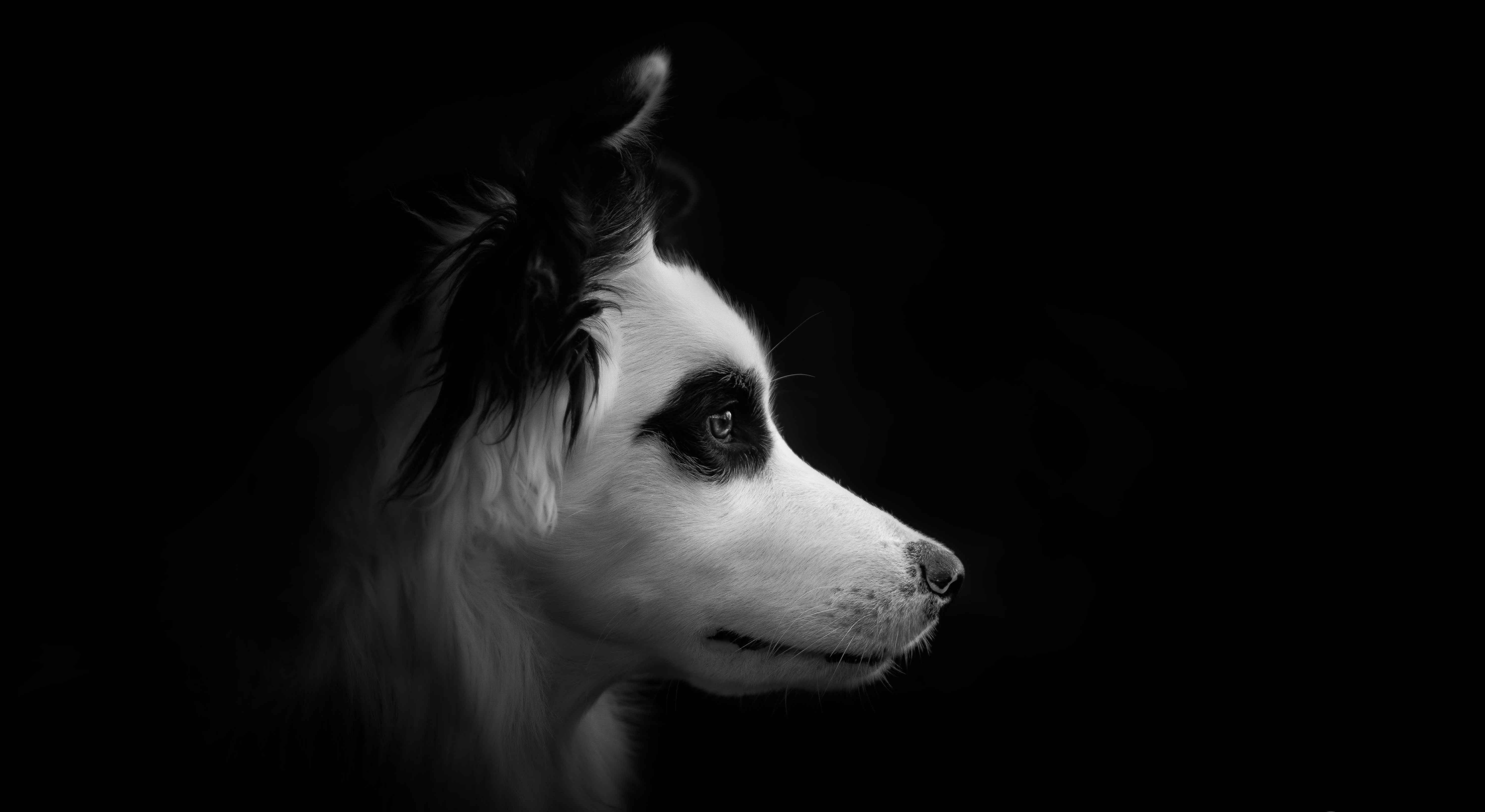 Dog Wallpaper Dark PetsWall