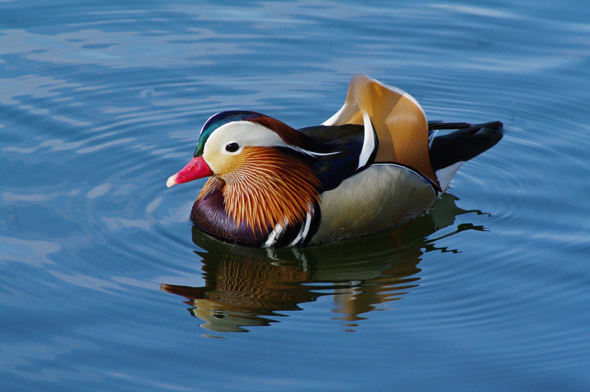 Mandarin Duck HD Wallpaper Background Image 2048x1362 ID686237