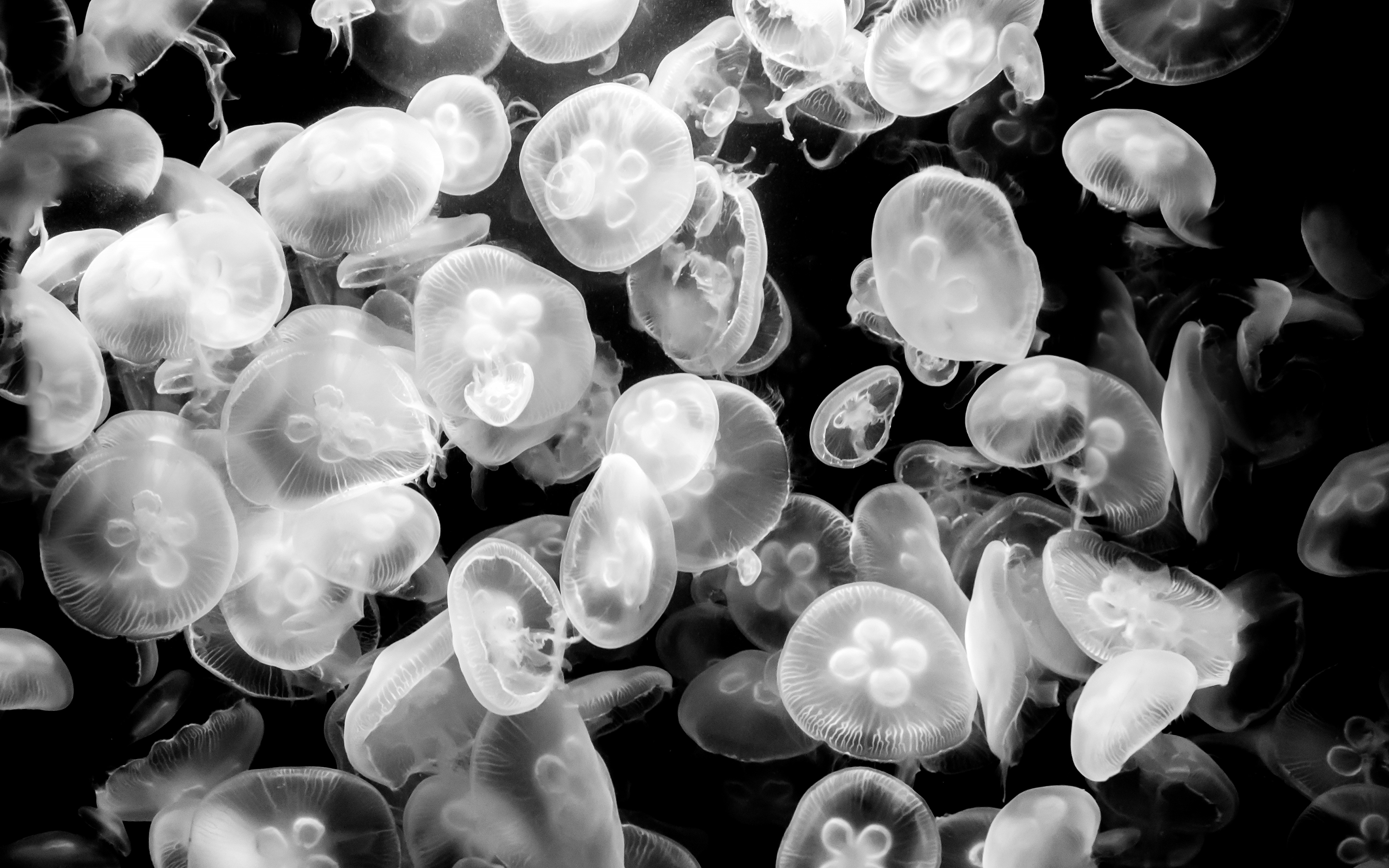 Download Black & White Sea Life Animal Jellyfish HD Wallpaper