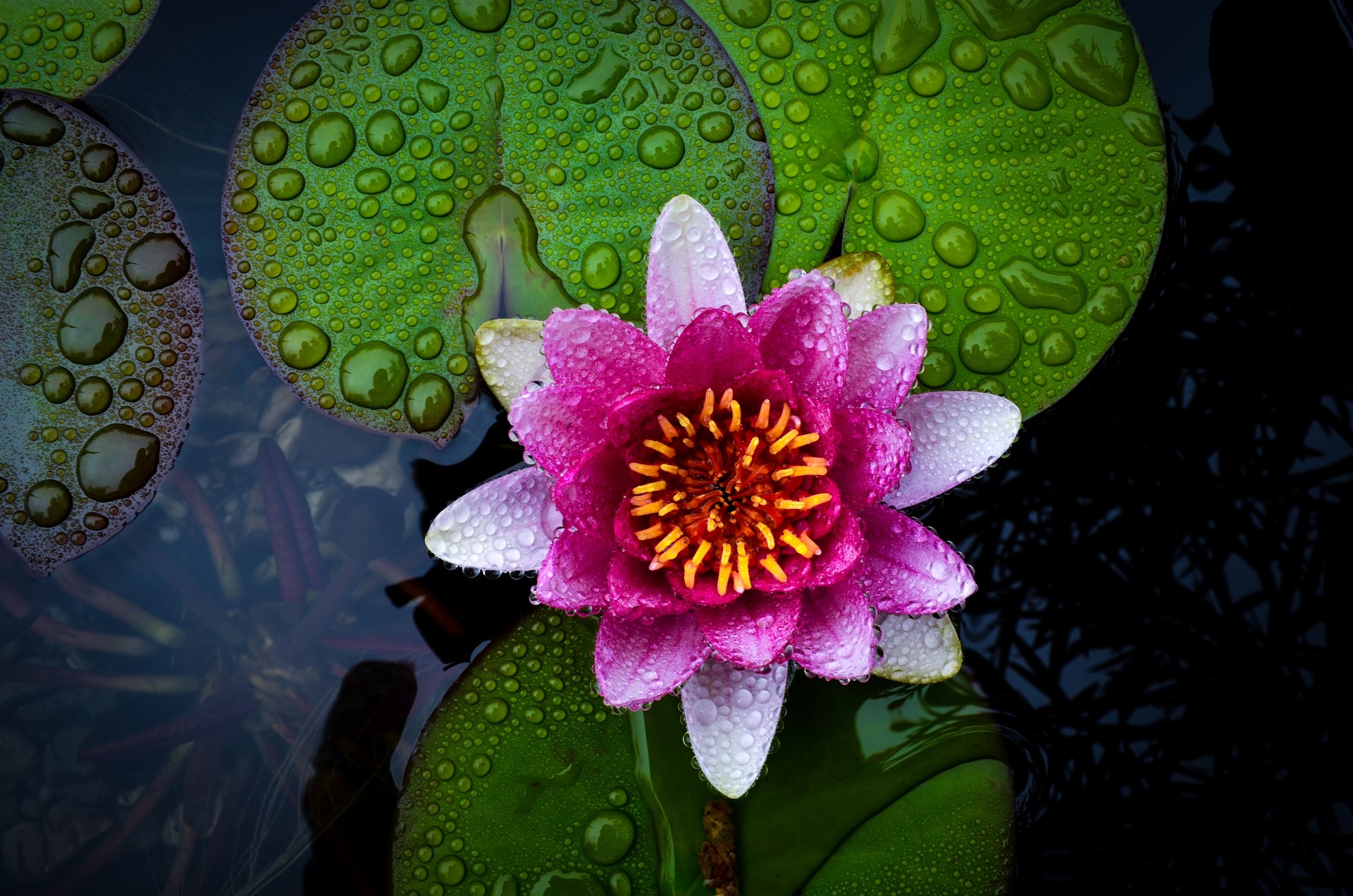 Pink Lotus HD Wallpaper Background Image 1920x1272