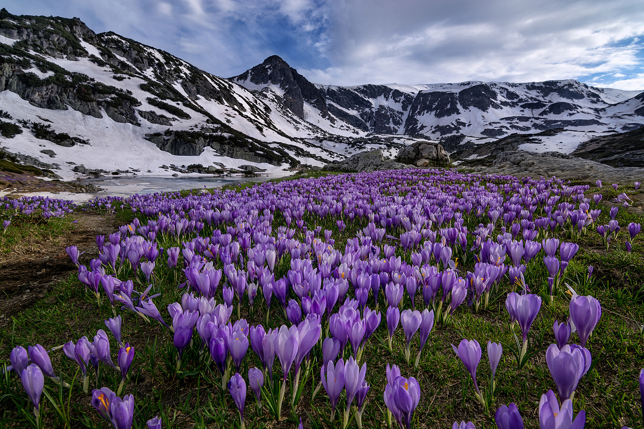 Download Purple Flower Landscape Snow Mountain Nature Crocus HD Wallpaper