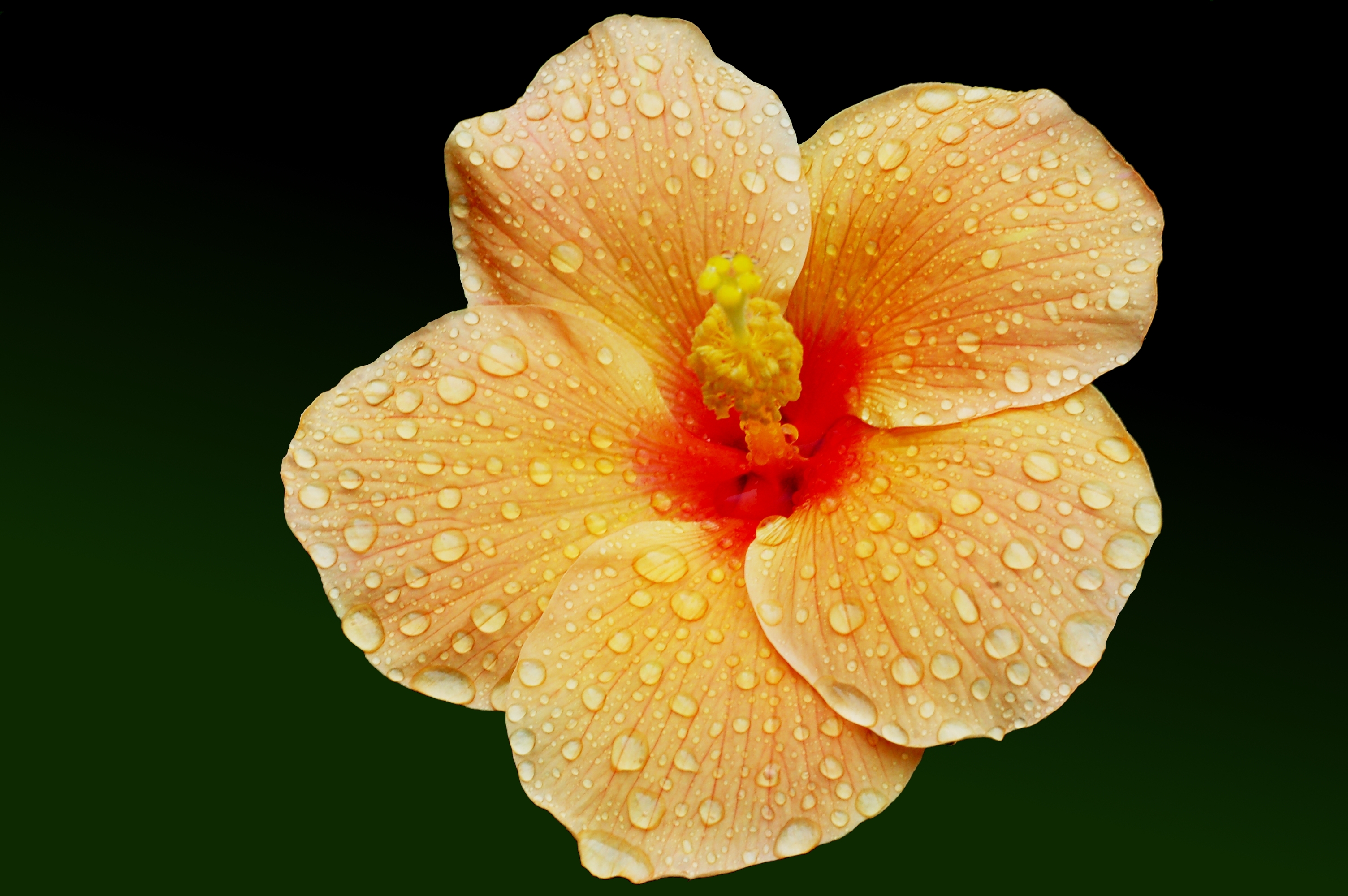 Hibiscus HD Wallpaper