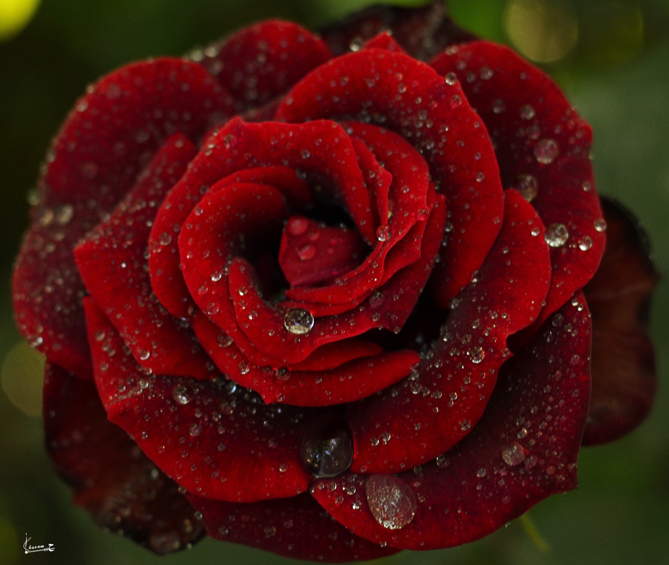 Download Red Flower Red Rose Closeup Water Drop Nature Rose HD Wallpaper