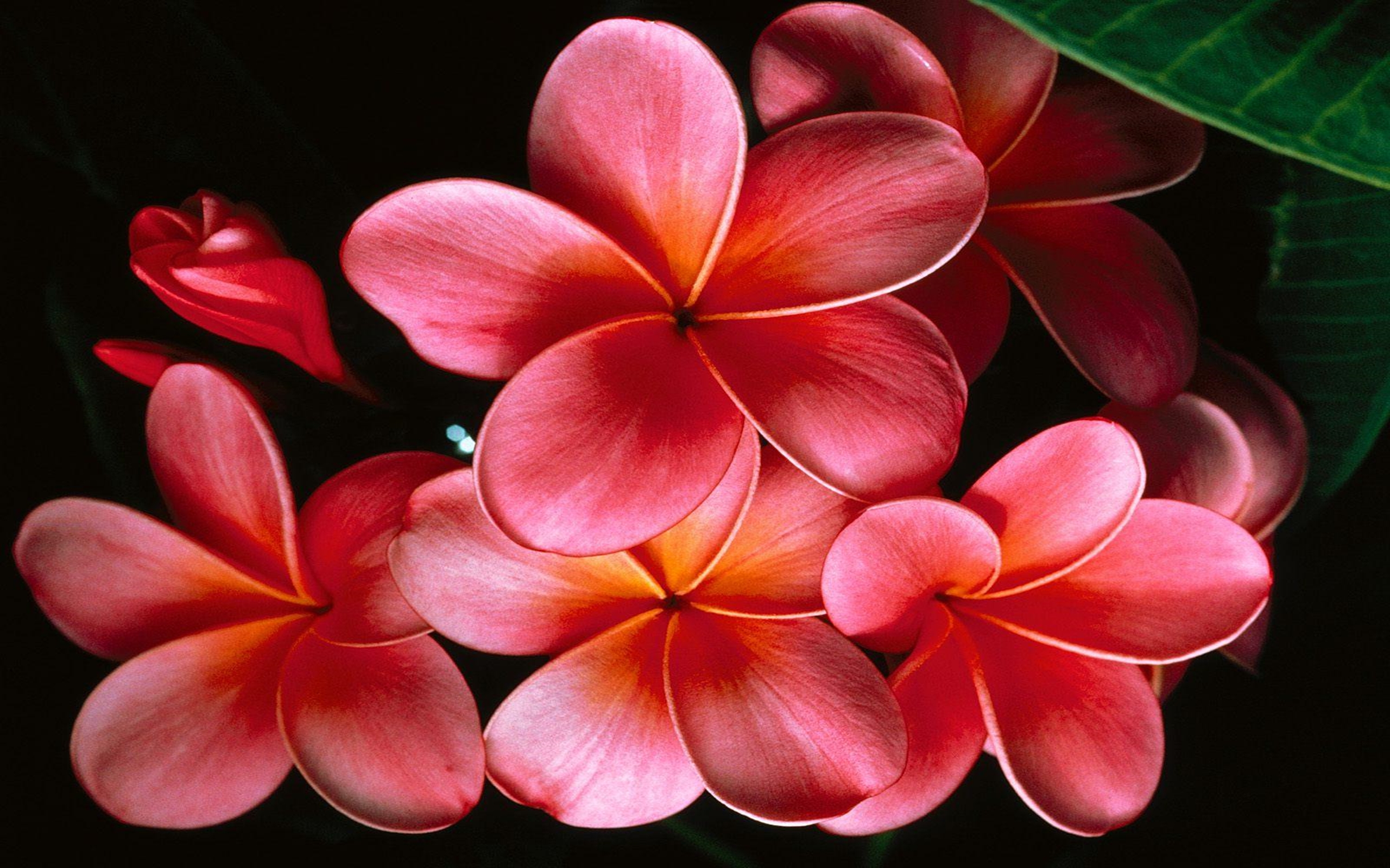 Download Pink Flower Closeup Plumeria Flower Nature Frangipani HD