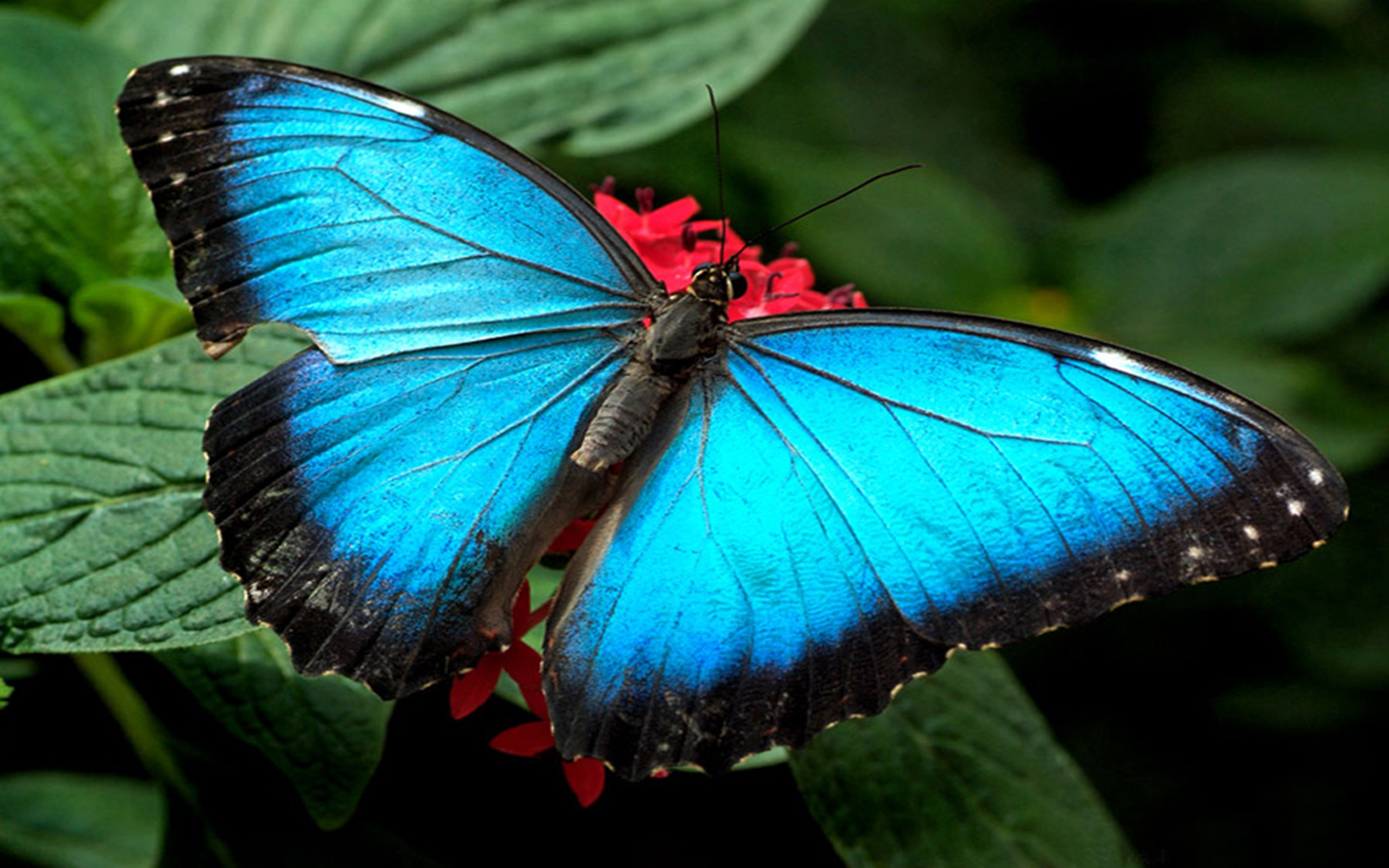 Download Leaf Blue Animal Butterfly HD Wallpaper