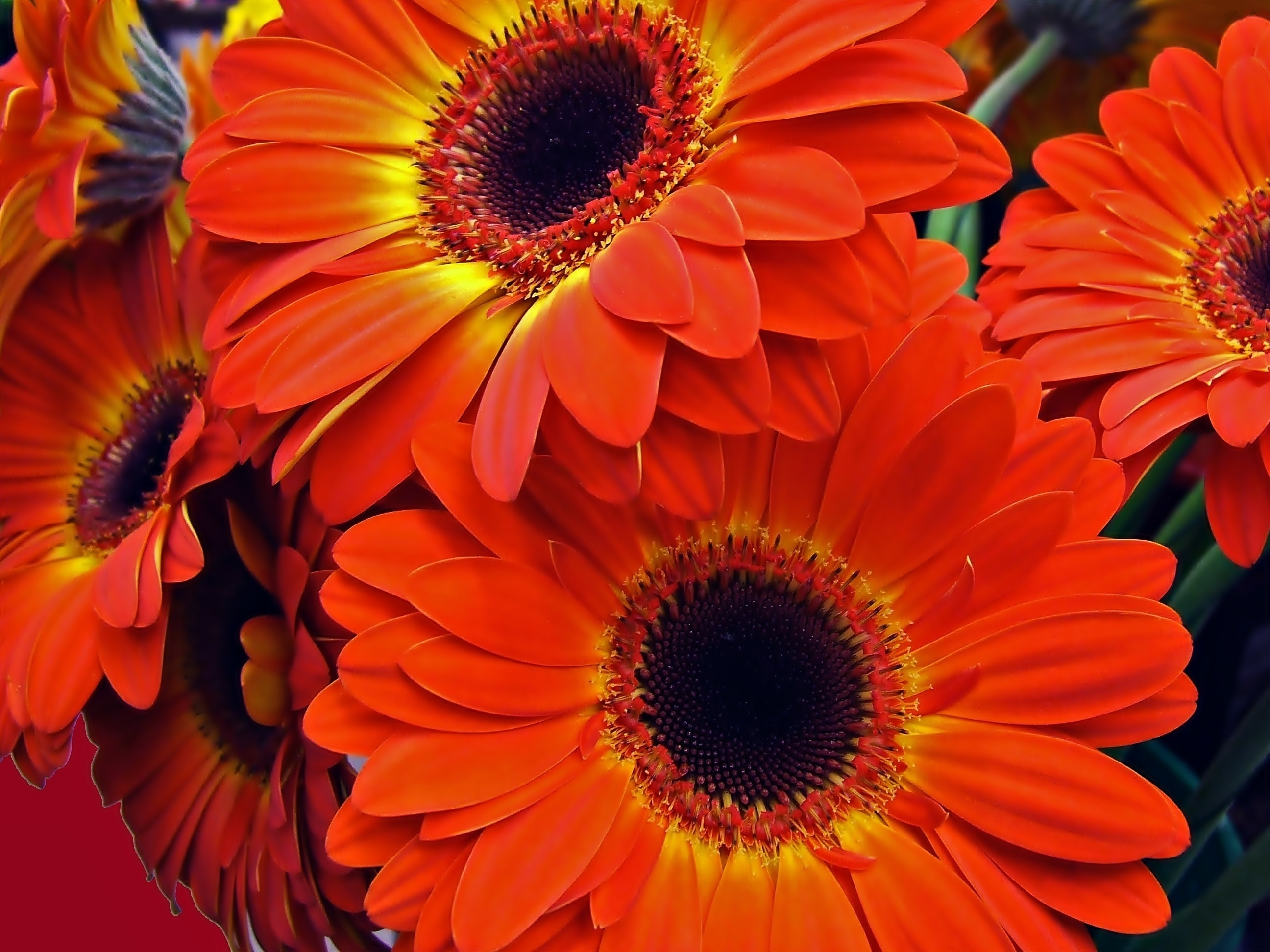 Orange Gerberas