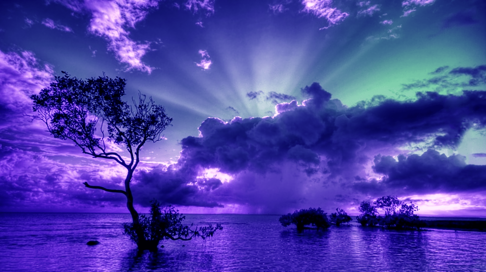 Download Horizon Purple Sky Ocean Tree Nature Sunset Wallpaper