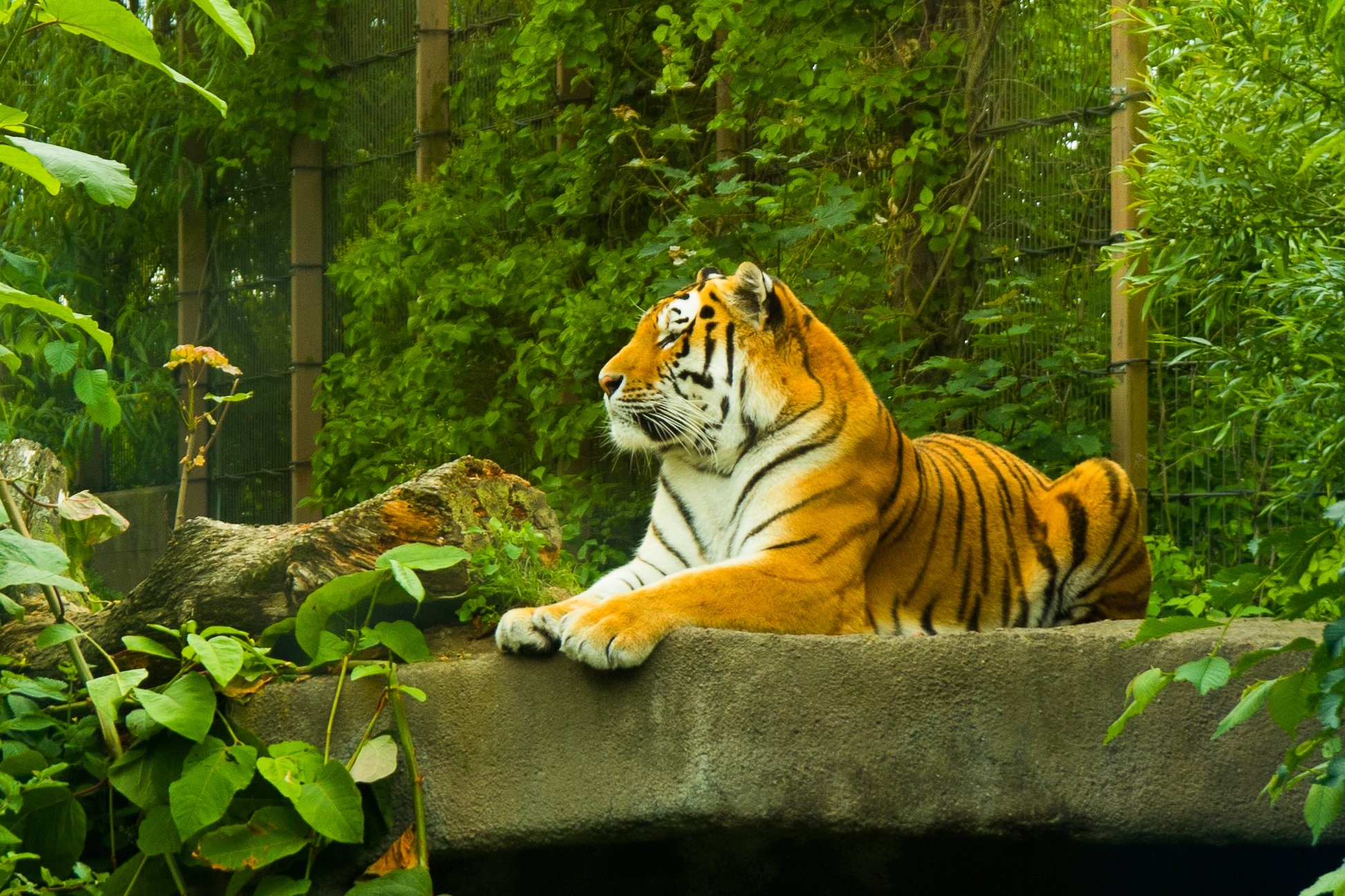 Download Green Zoo Animal Tiger HD Wallpaper