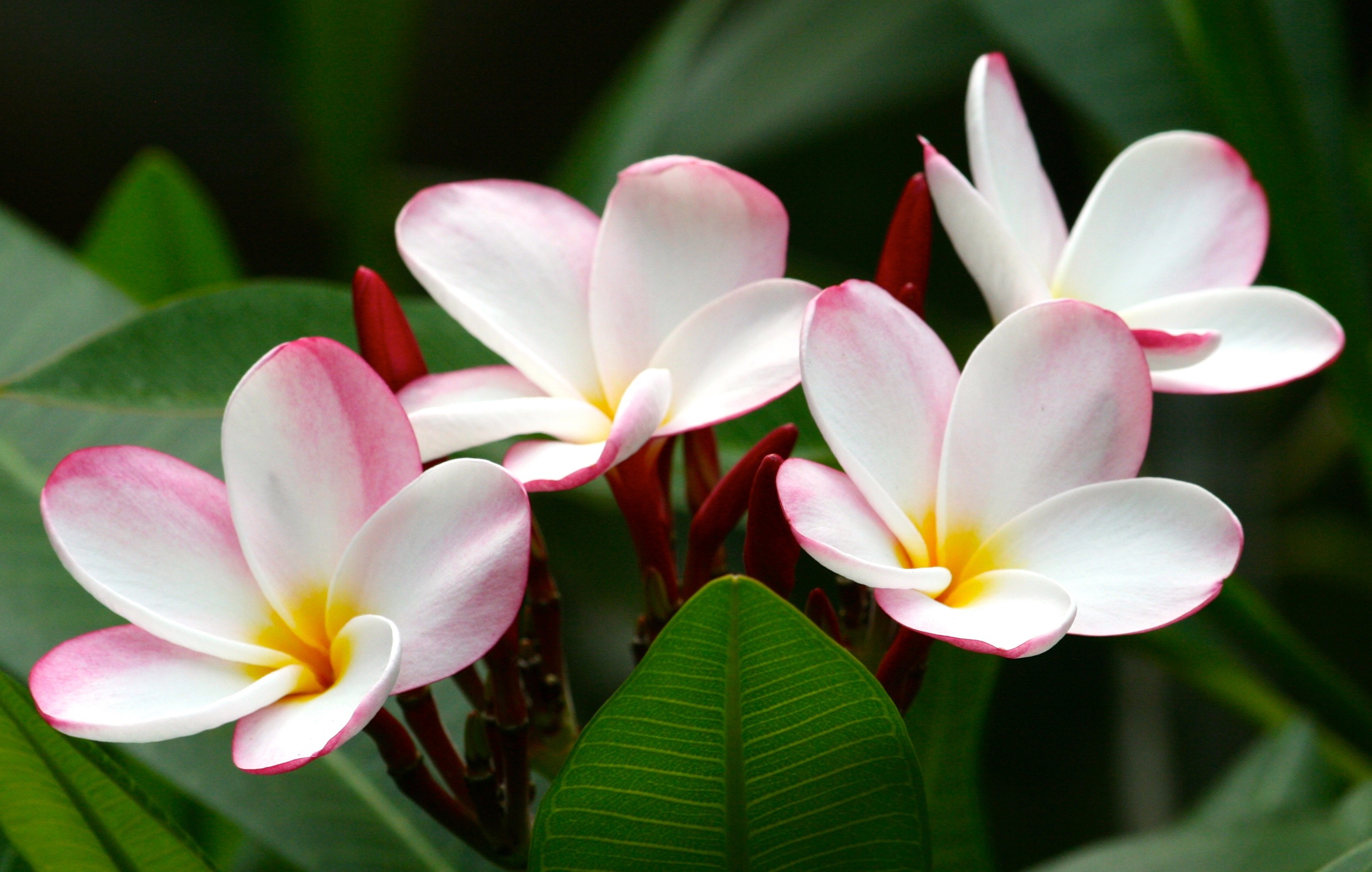 Download Plumeria Nature Flower Frangipani HD Wallpaper by Aloha_Mahalo