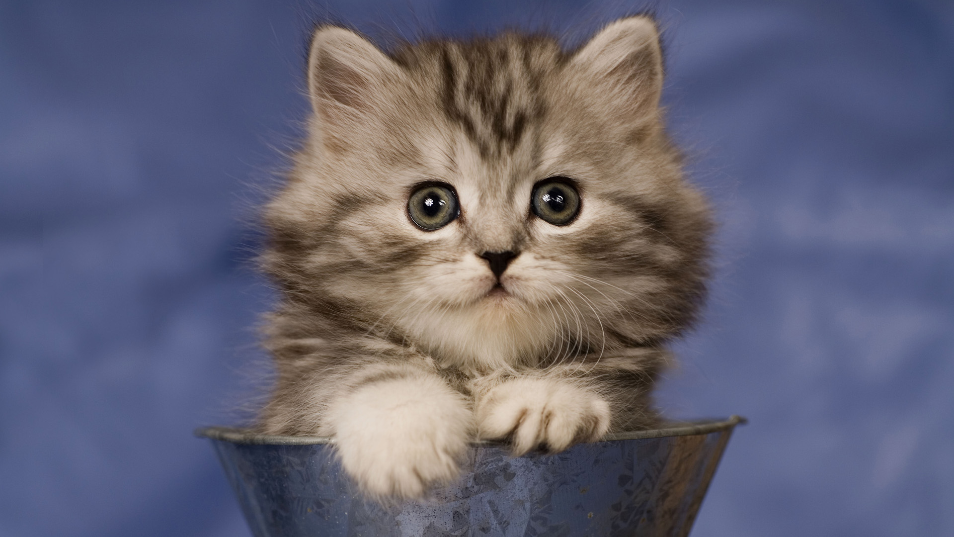 Download Fluffy Kitten Animal Cat HD Wallpaper