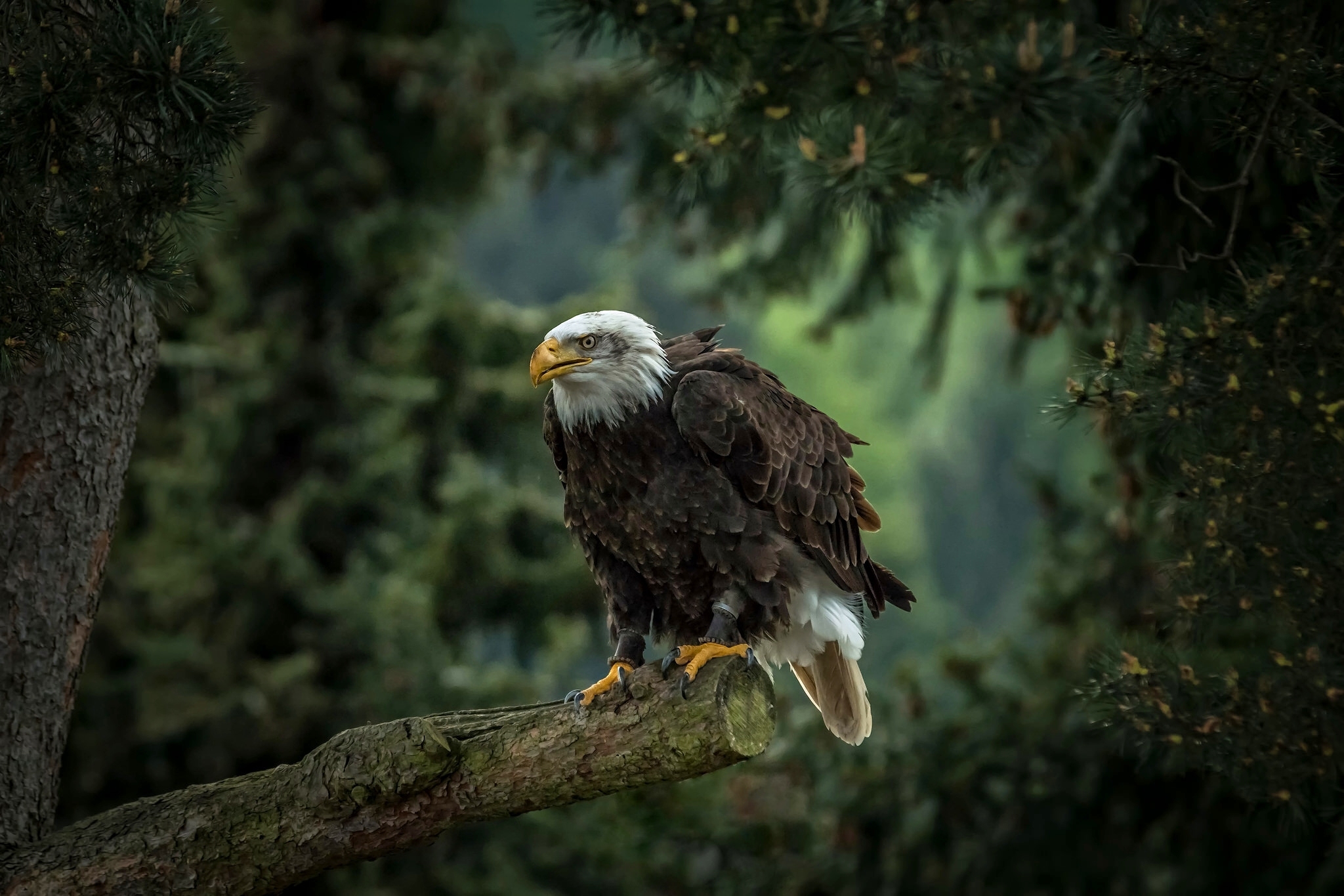 Bald Eagle HD Wallpaper Background Image 2048x1365 ID707486 Wallpaper Abyss