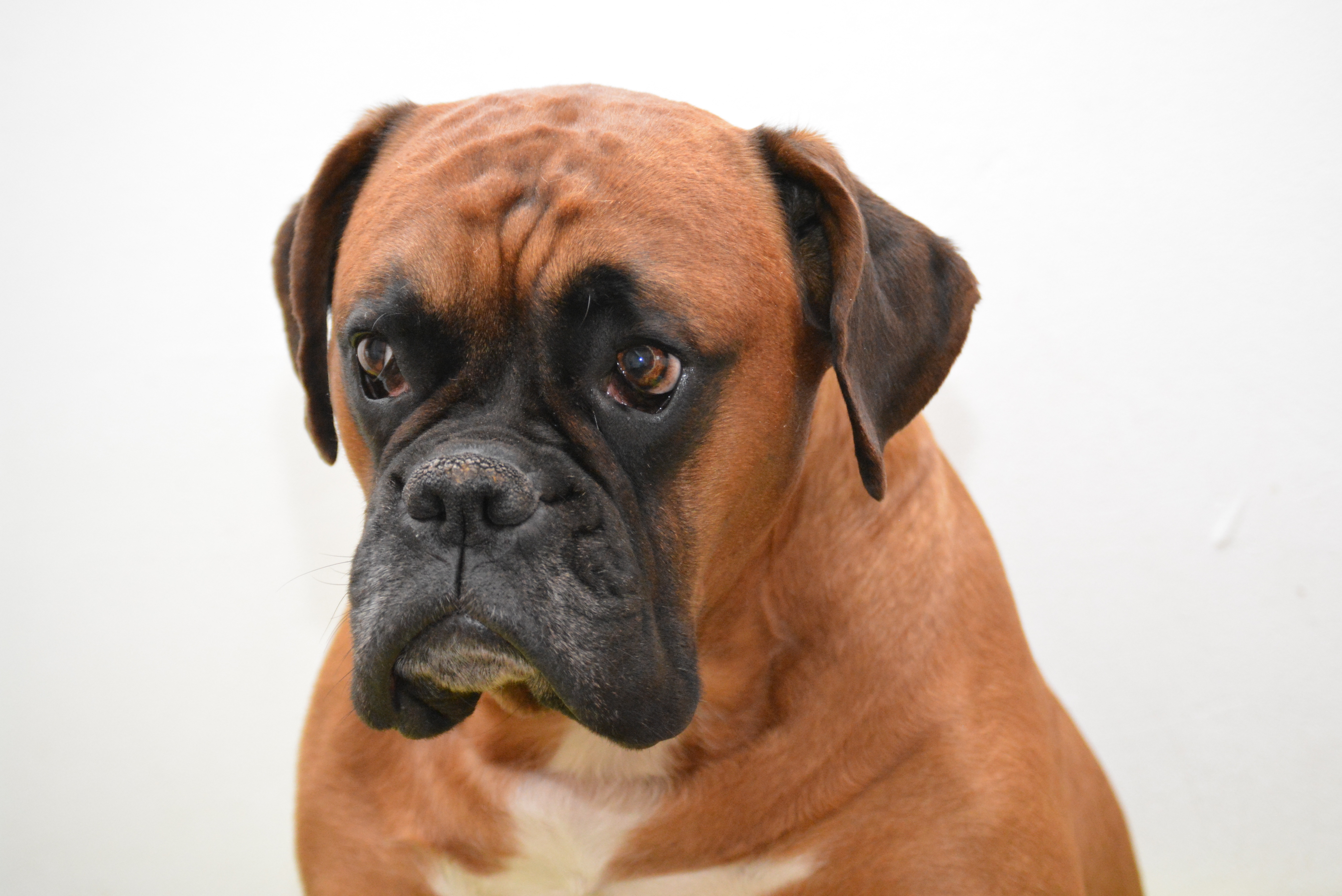 Download Portrait Dog Boxer (dog) Animal 4k Ultra HD Wallpaper by Meli1670