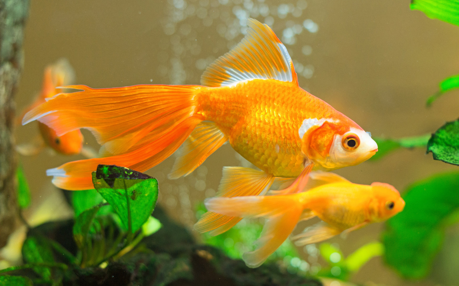 Vibrant Goldfish in Aquarium HD Wallpaper by Dmitri Maruta
