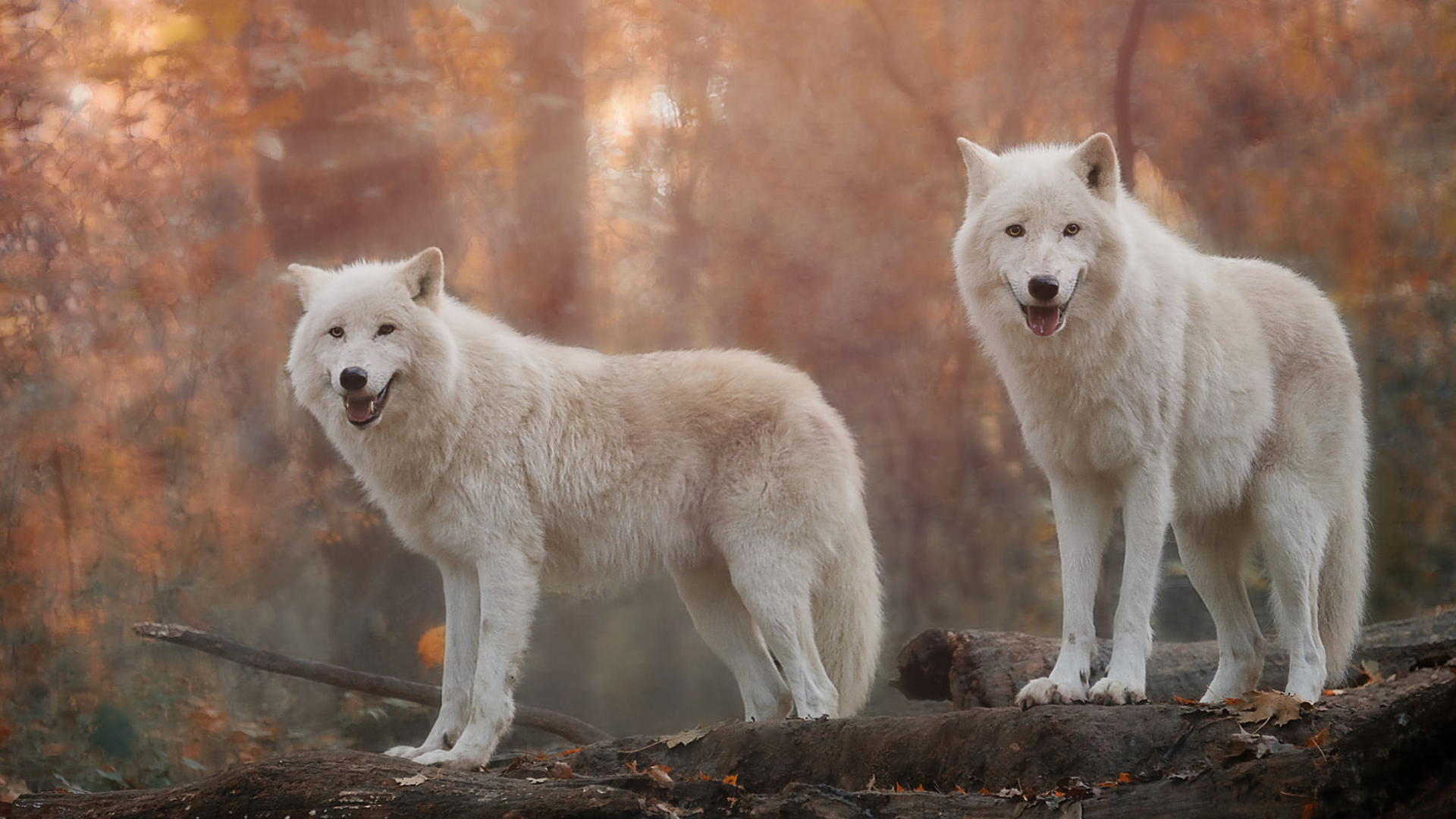 Stunning White Wolf HD Wallpaper Majestic Creatures of the Wild