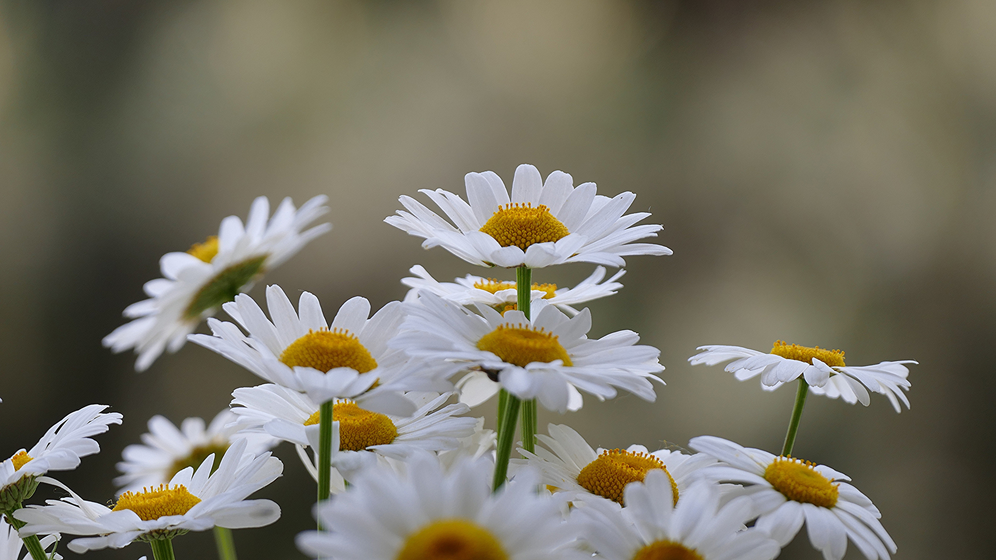 Download White Flower Flower Nature Daisy HD Wallpaper