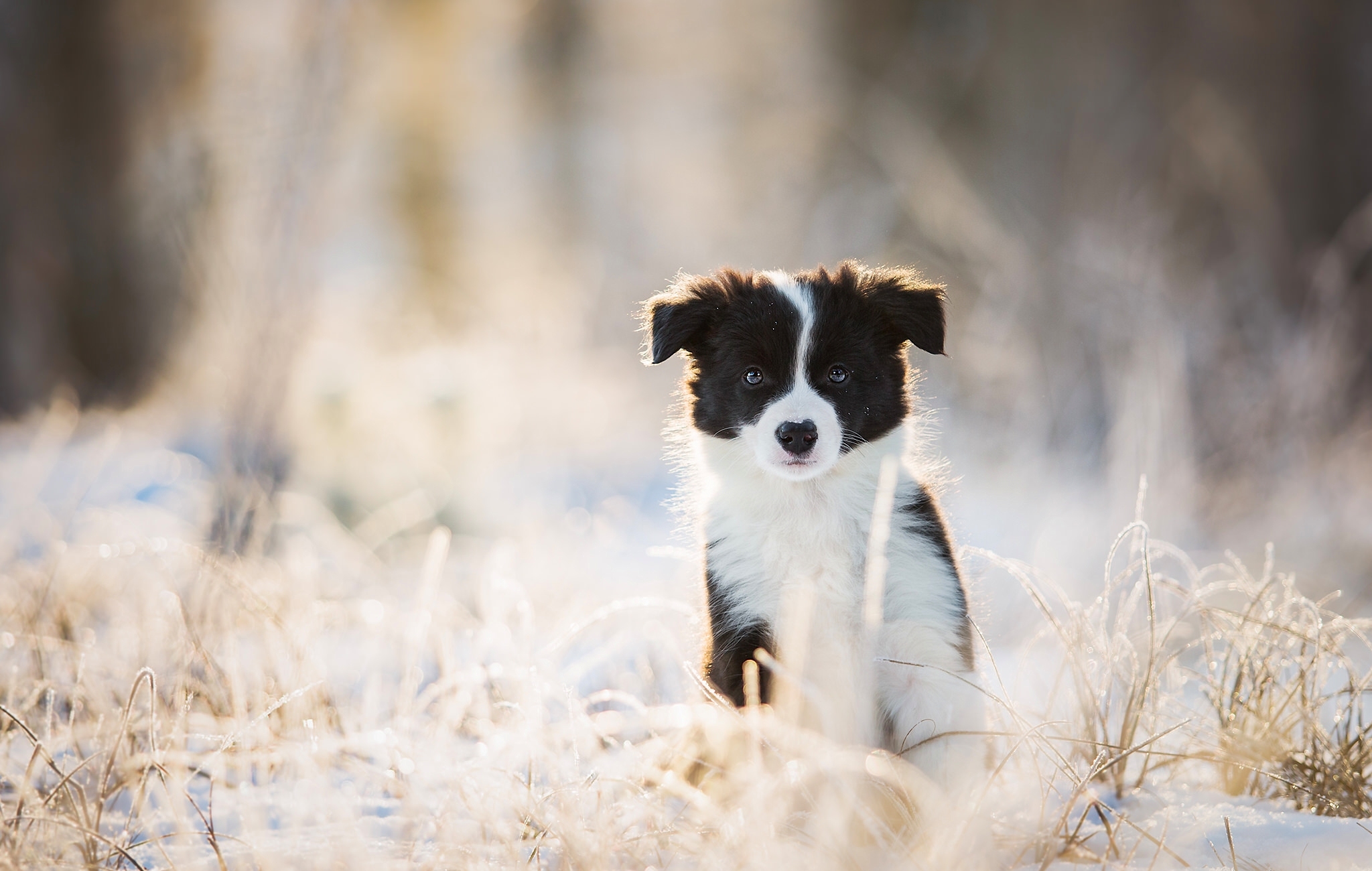 Border Collie HD Wallpaper Background Image 2048x1300 ID711209