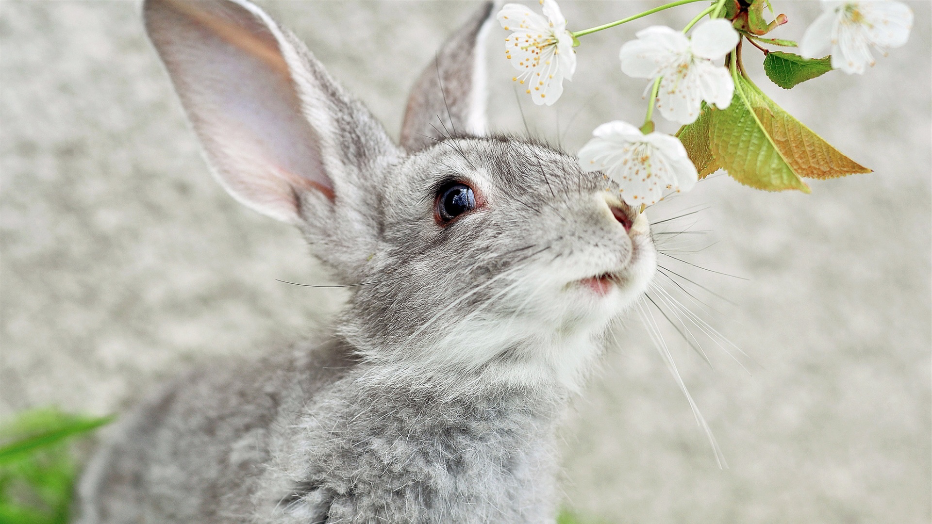 Download Animal Rabbit HD Wallpaper