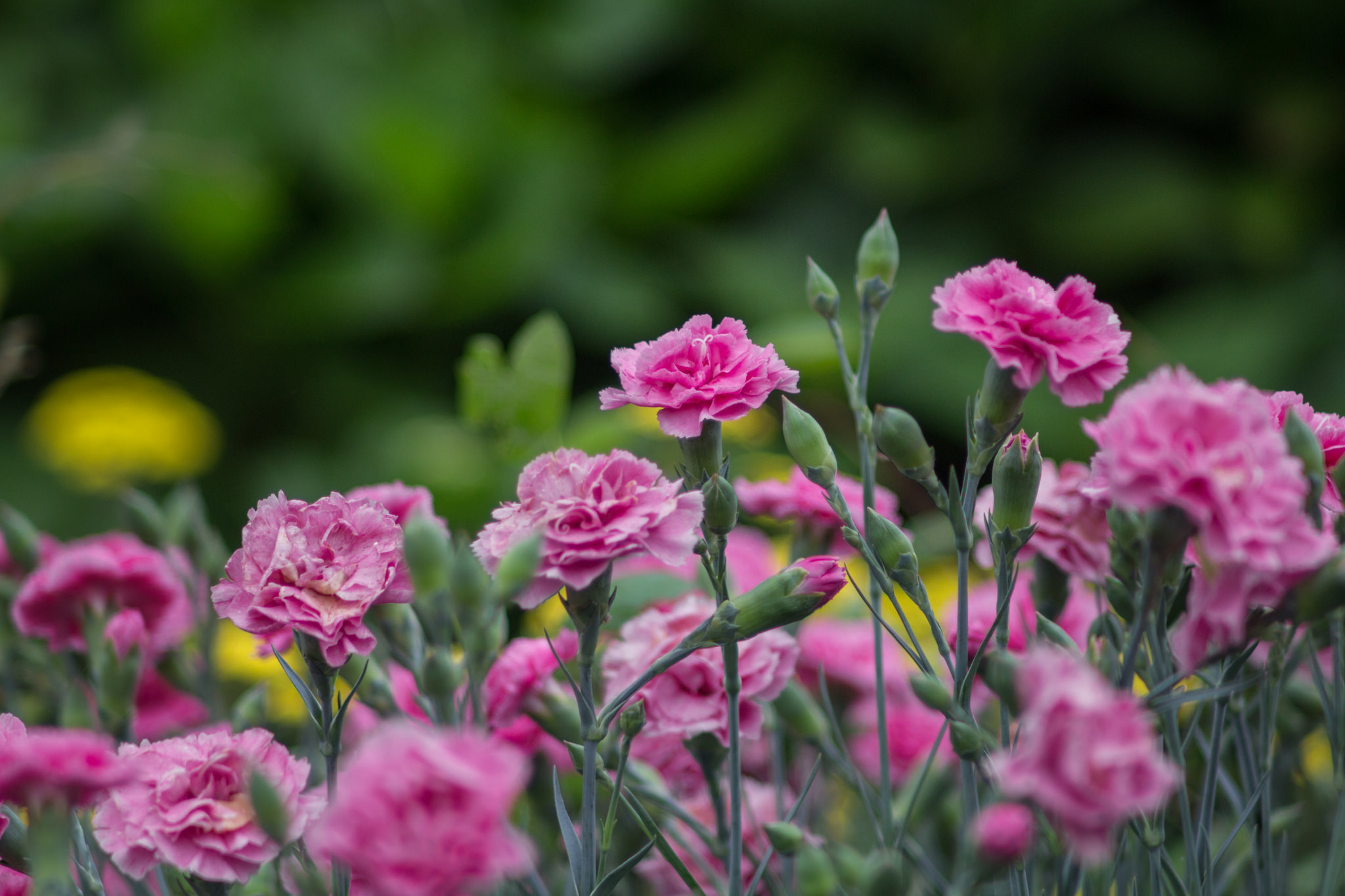 Download Blur Nature Pink Flower Flower Carnation HD Wallpaper