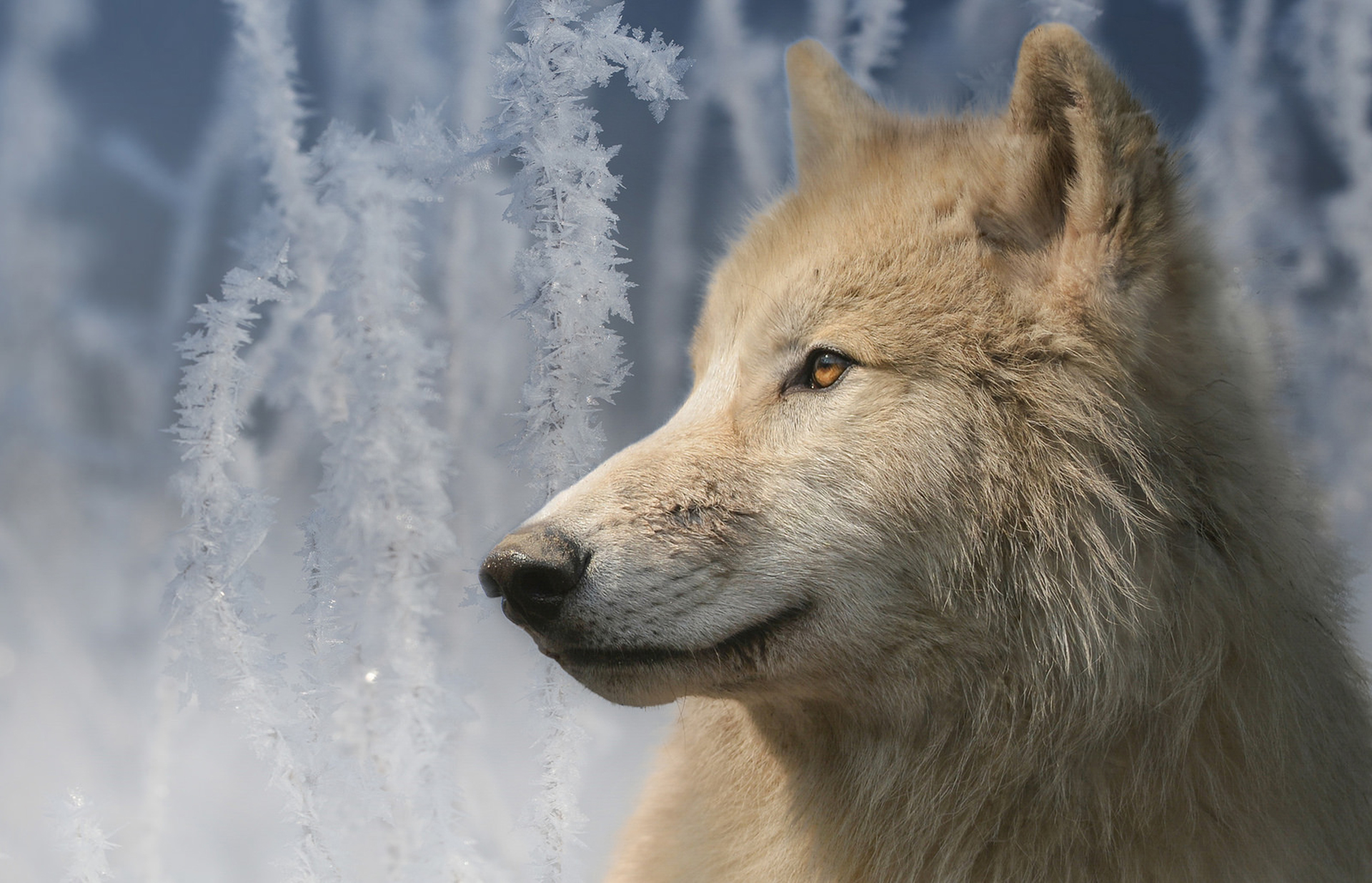 Download Wolf Winter White Animal Arctic Wolf HD Wallpaper