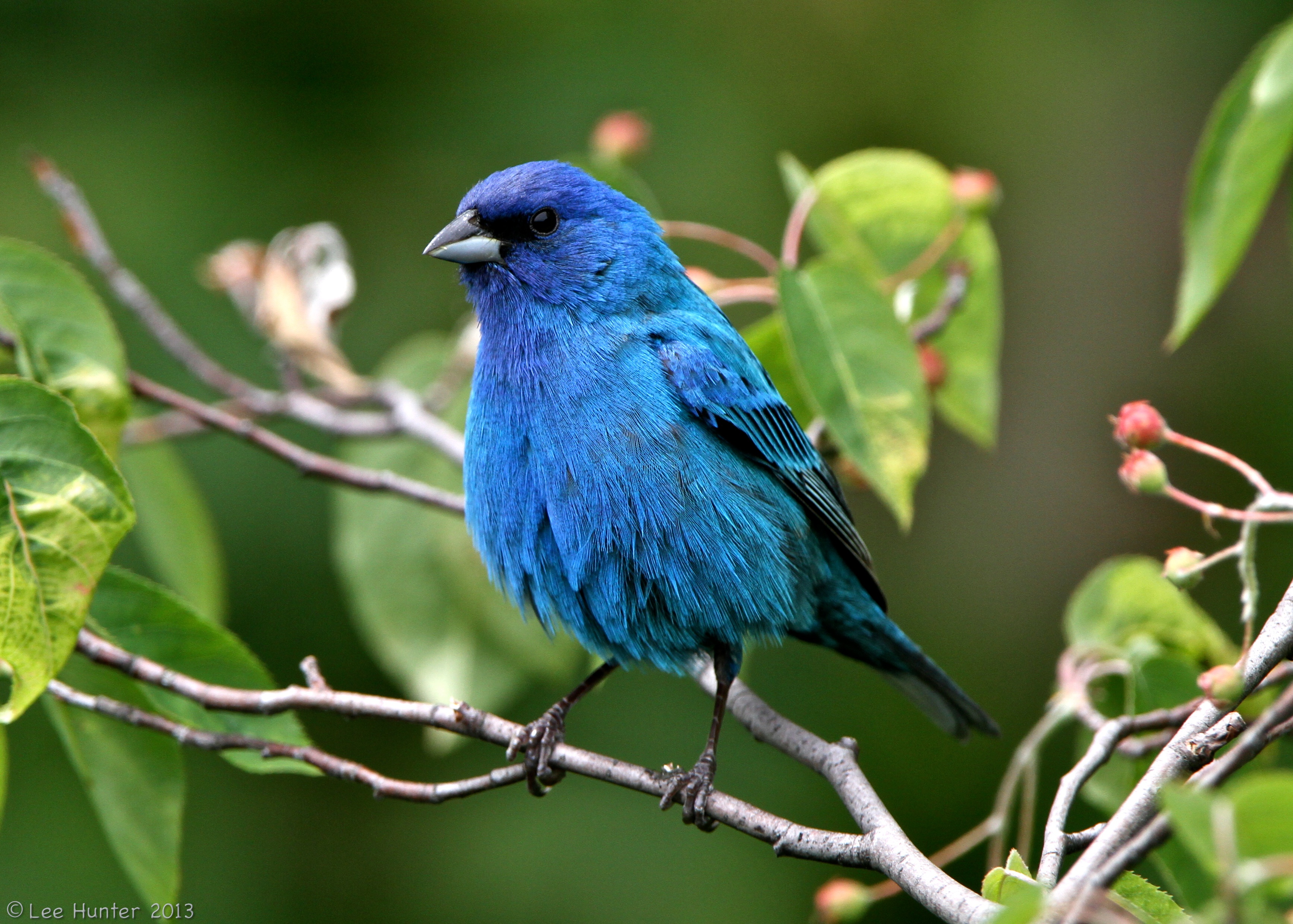 Indigo Bunting Bird Images World Beautiful Birds Indigo Bunting