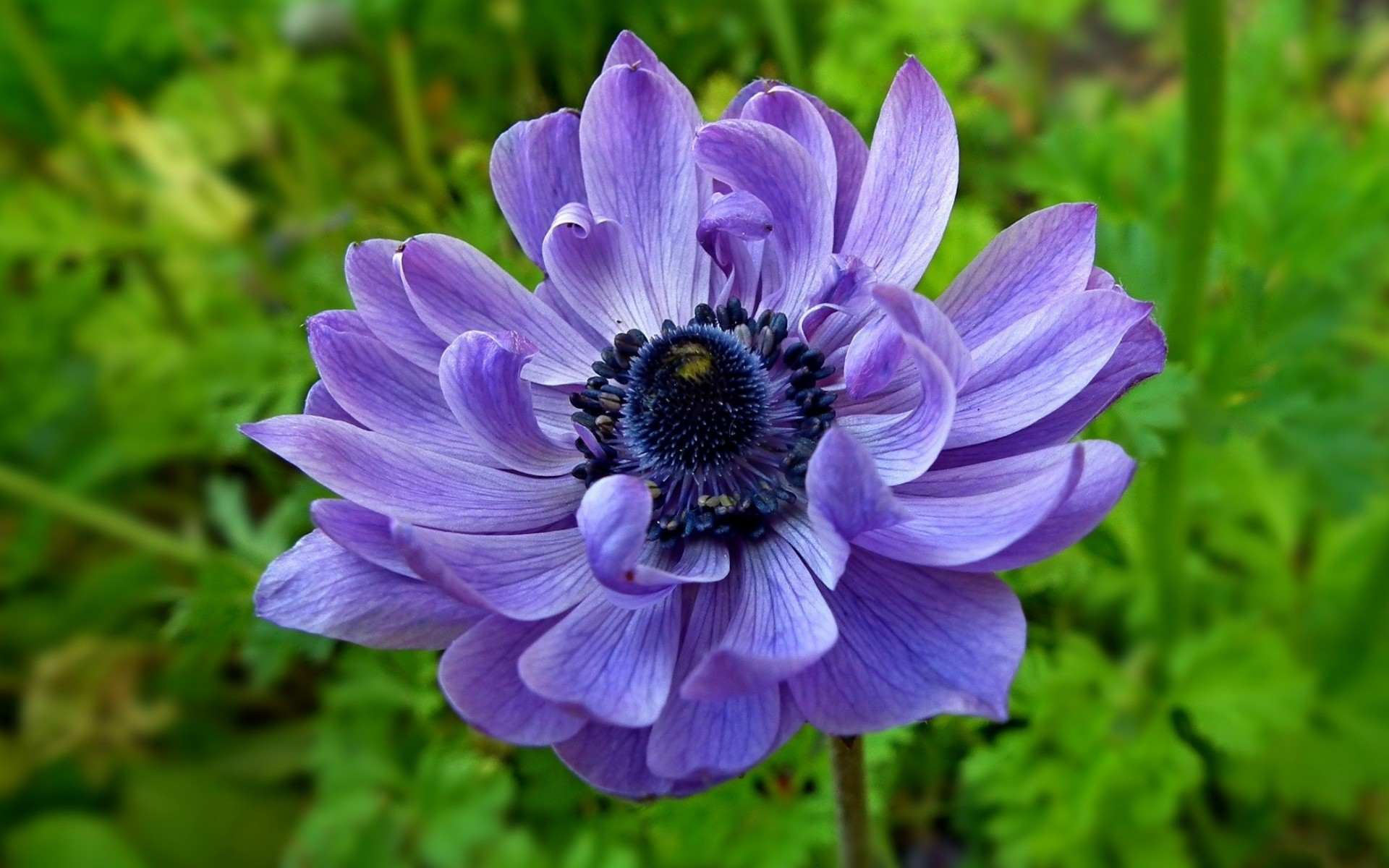 Download Purple Flower Closeup Nature Flower HD Wallpaper