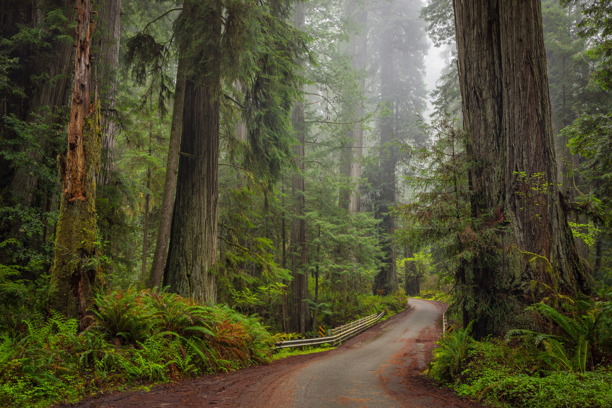 Download Green Redwood Forest Man Made Road HD Wallpaper