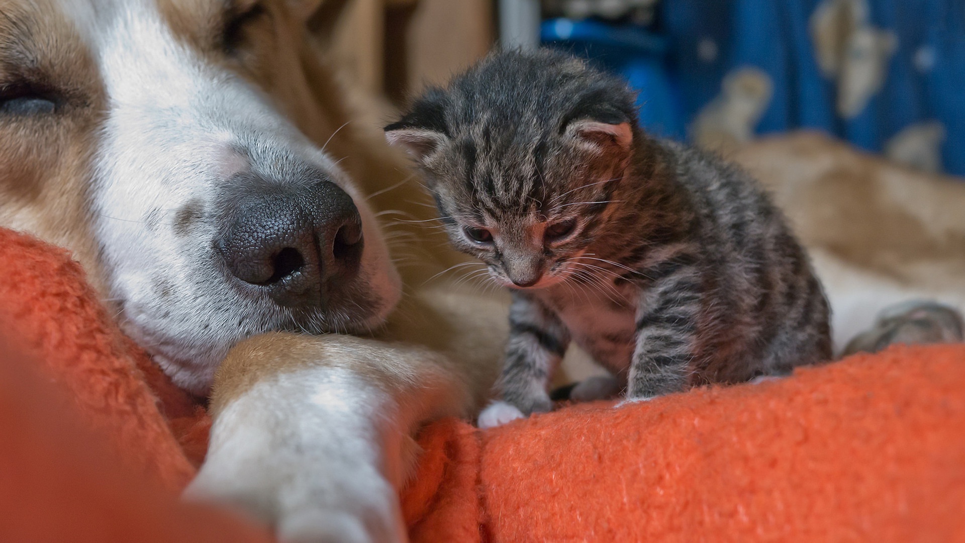 Chat Et Chien Fond d'écran HD ArrièrePlan 1920x1080