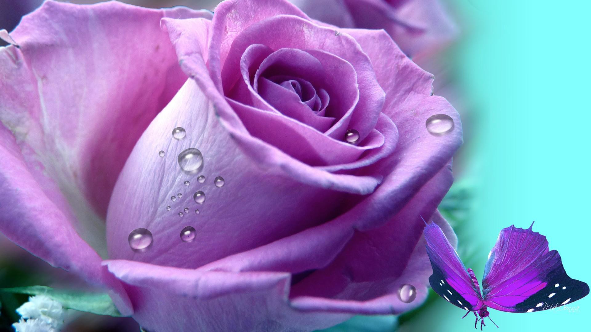 Download Water Drop Purple Flower Flower Butterfly Artistic Rose HD