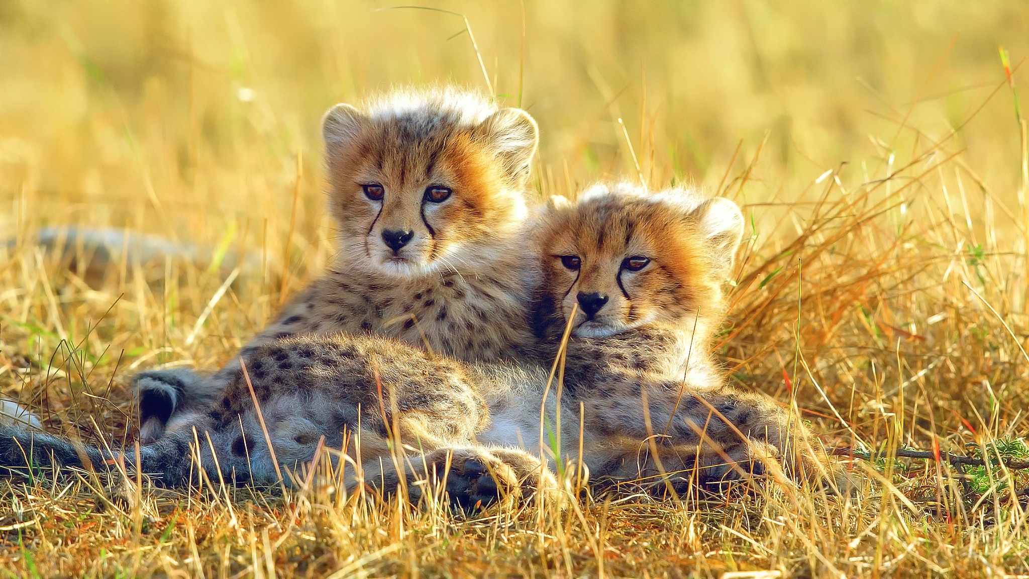 Download Grass Baby Animal Cub Animal Cheetah HD Wallpaper