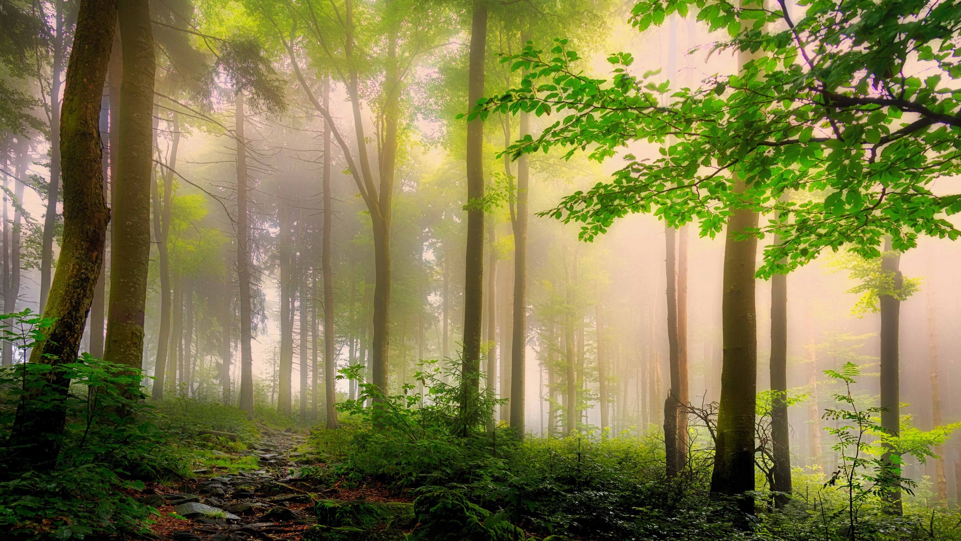 Nebel HD Wallpaper Hintergrund 1920x1082 ID765916