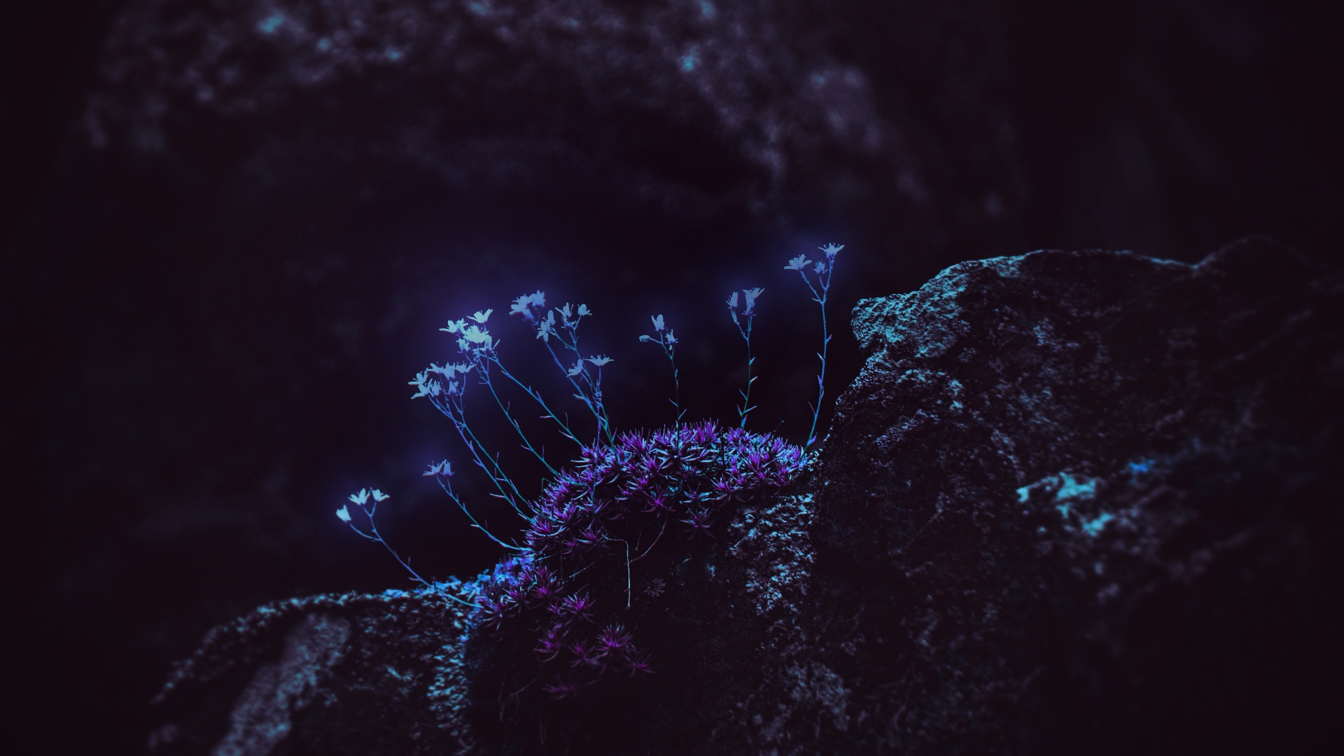 Natural Bioluminescent Flowers Best Flower Site