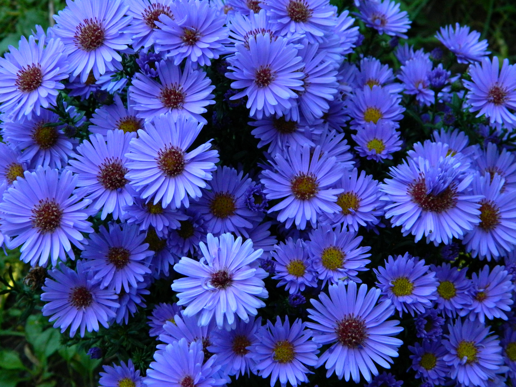 Aster Flower Hd Wallpaper
