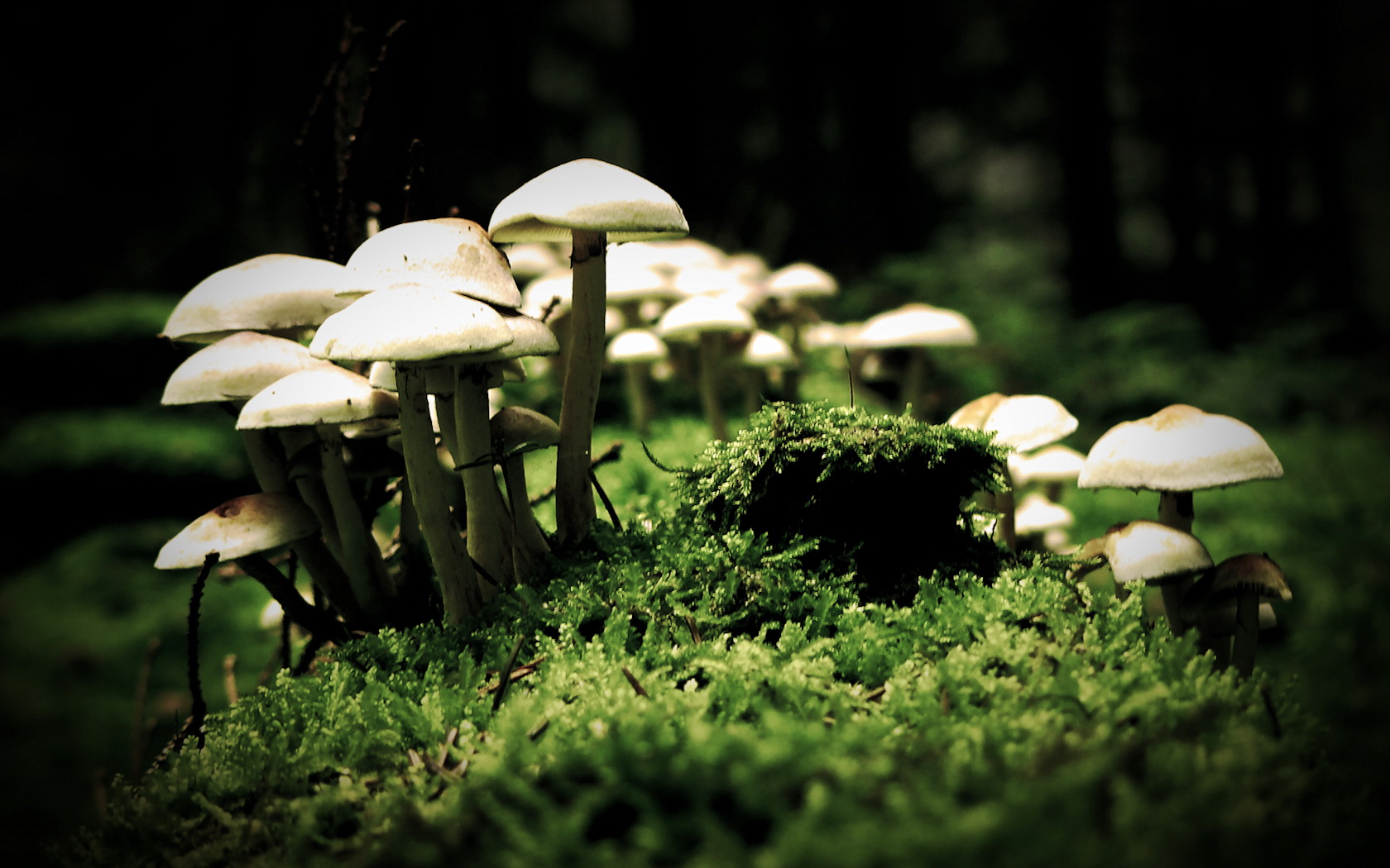 Download Nature Mushroom HD Wallpaper