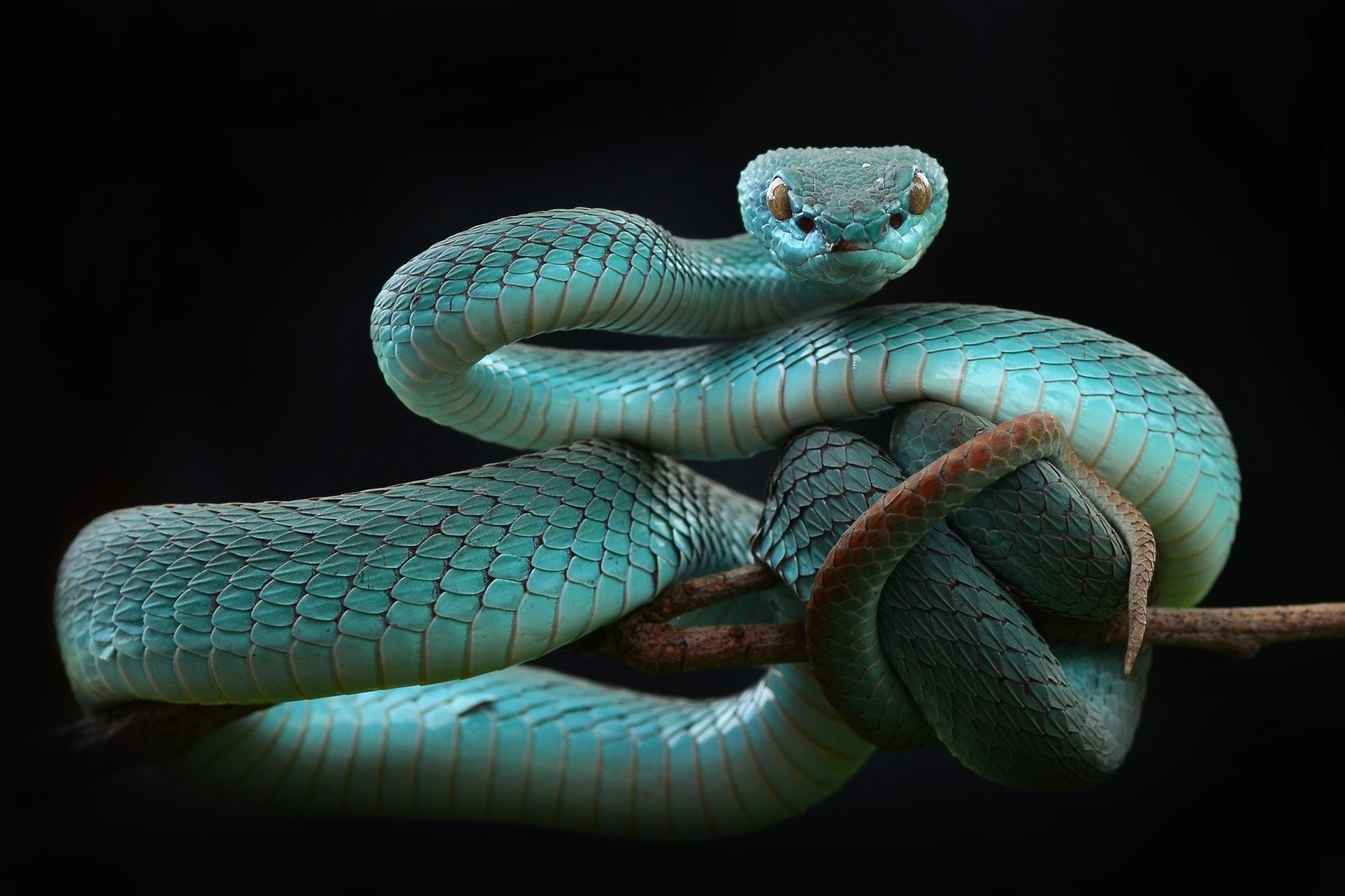 Snake HD Wallpaper Background Image 2499x1666