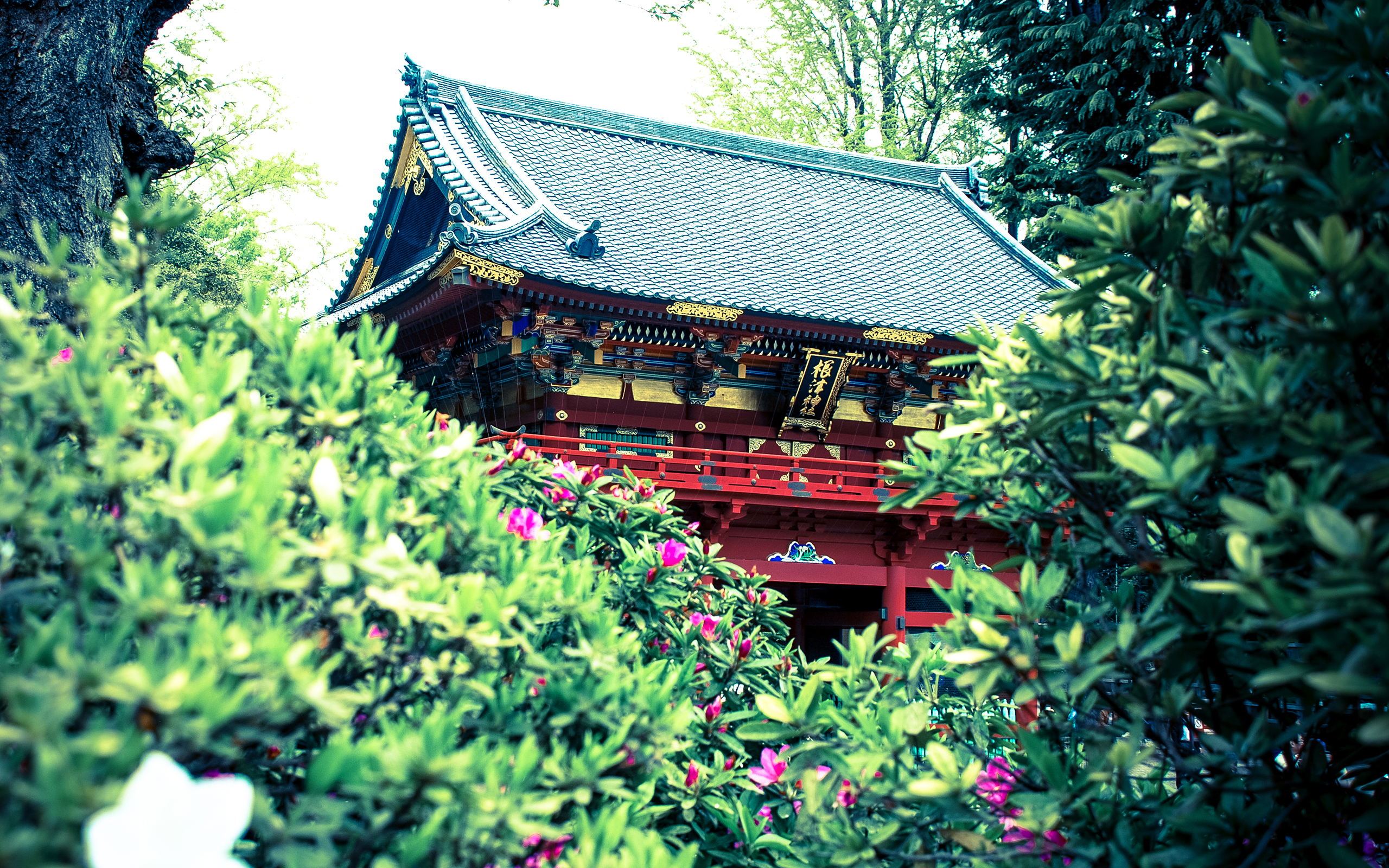 Download Flower Japanese Religious Temple HD Wallpaper
