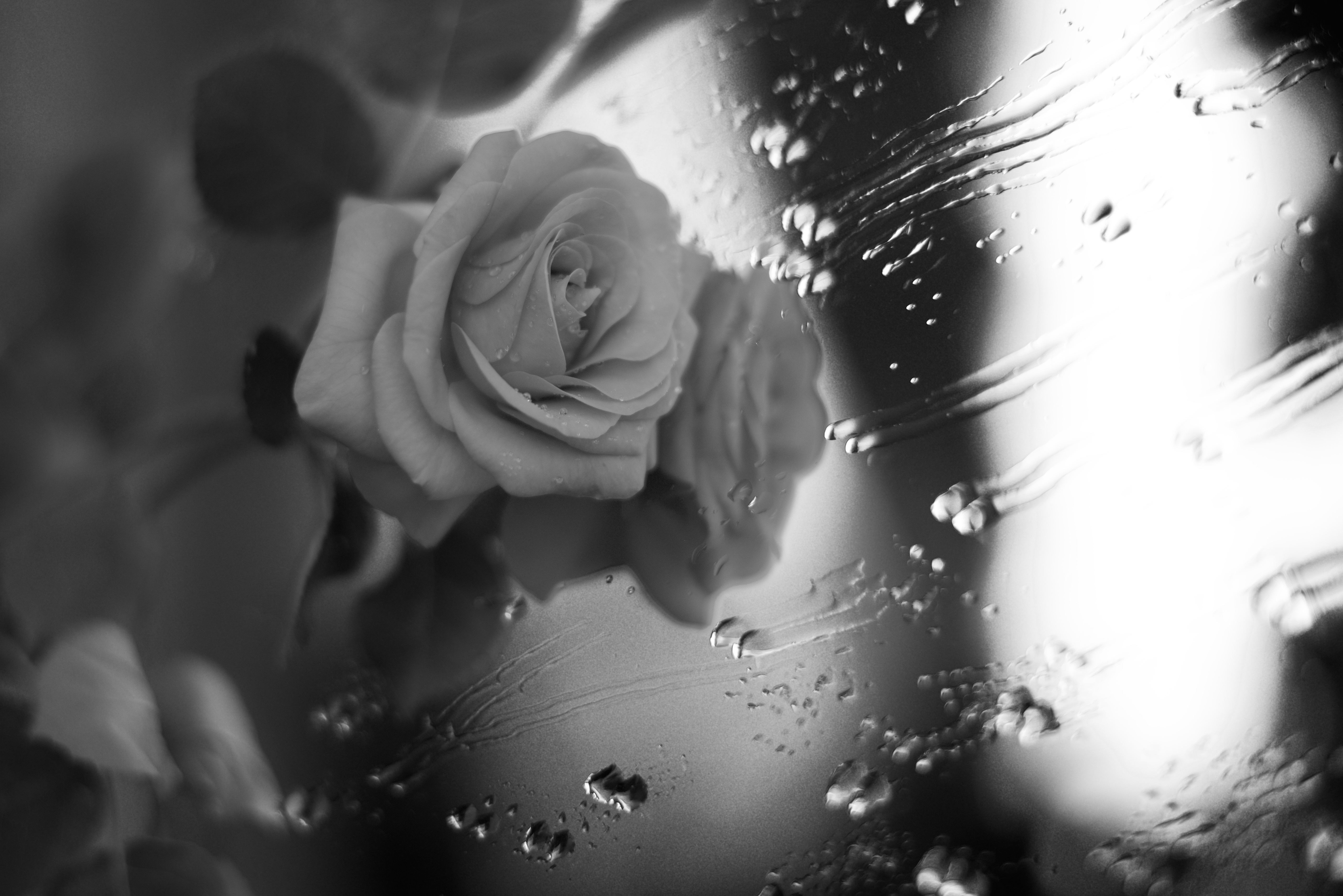 Download Water Drop Flower Rose Photography Black & White 4k Ultra HD