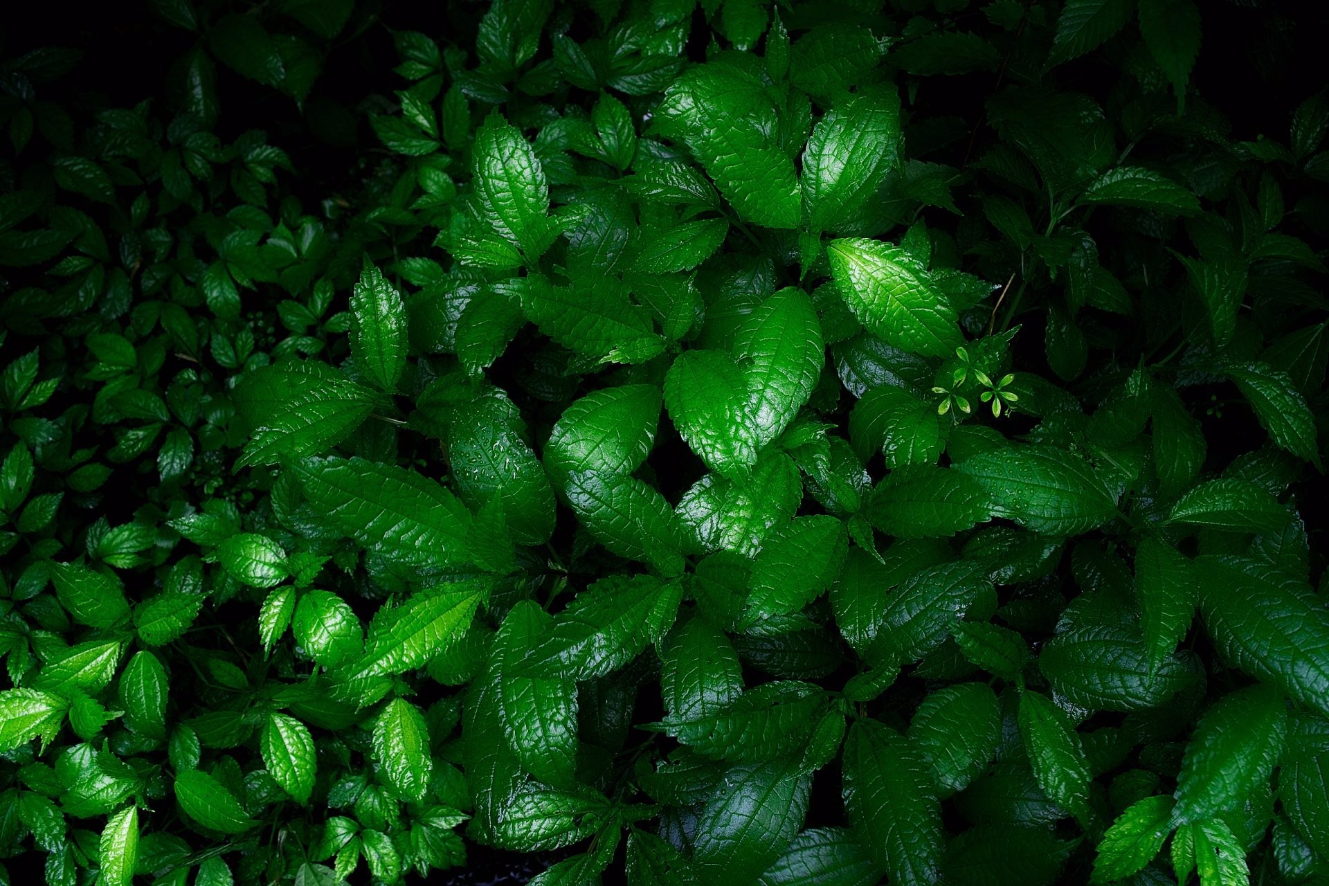 Download Plant Green Nature Leaf HD Wallpaper