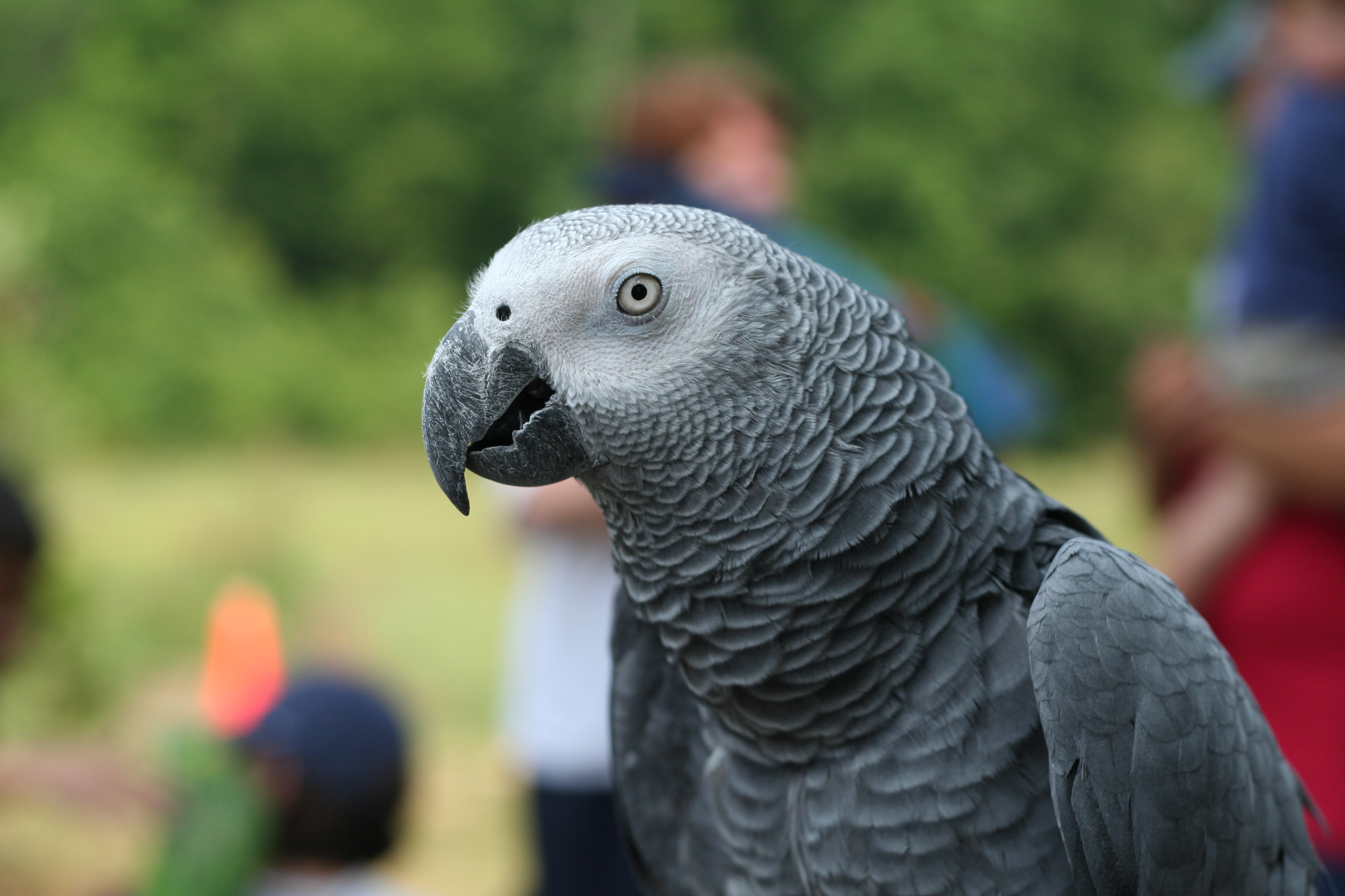 African Grey Parrot HD Wallpaper Background Image 3456x2304 ID
