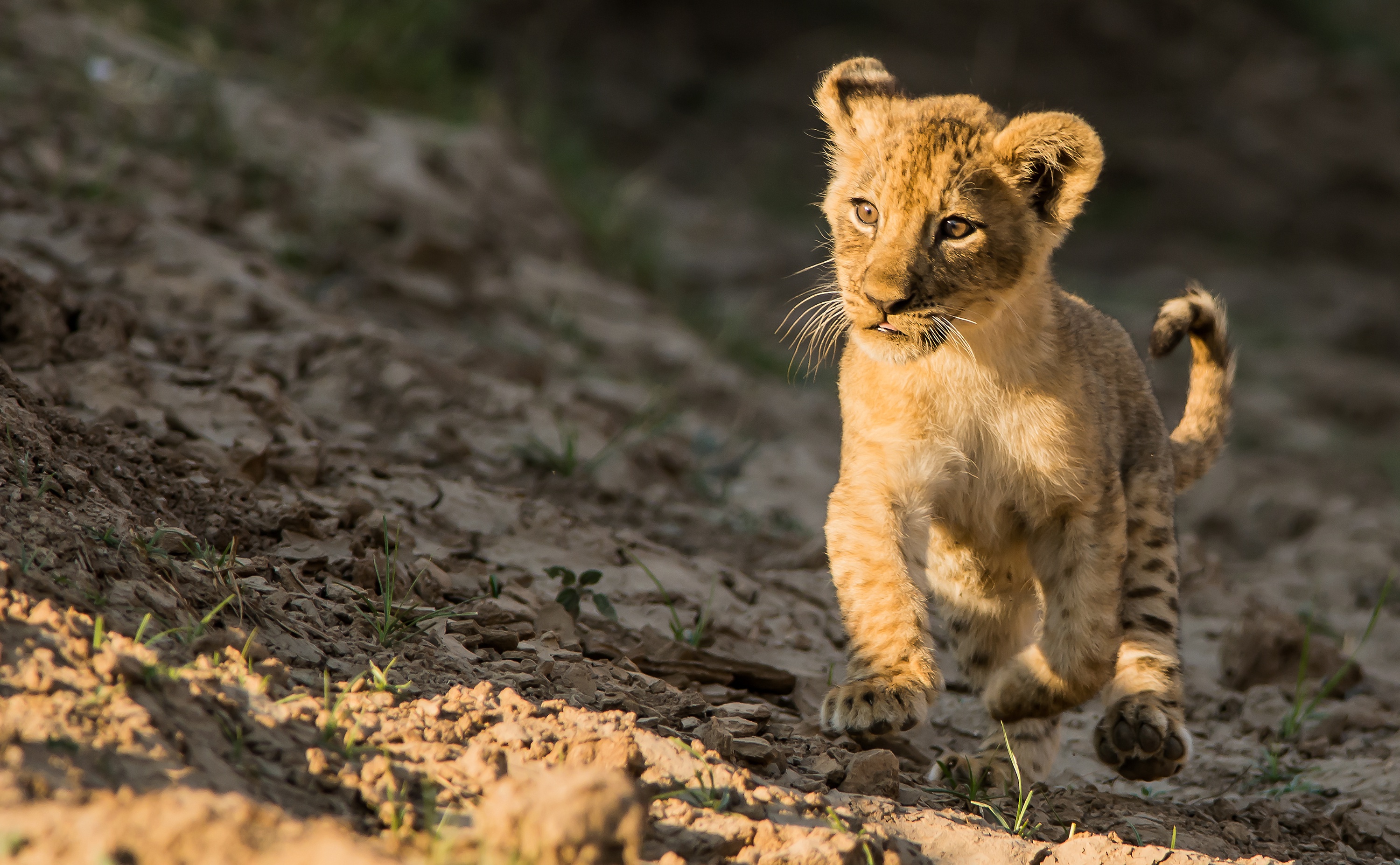 Download Cub Baby Animal Animal Lion HD Wallpaper