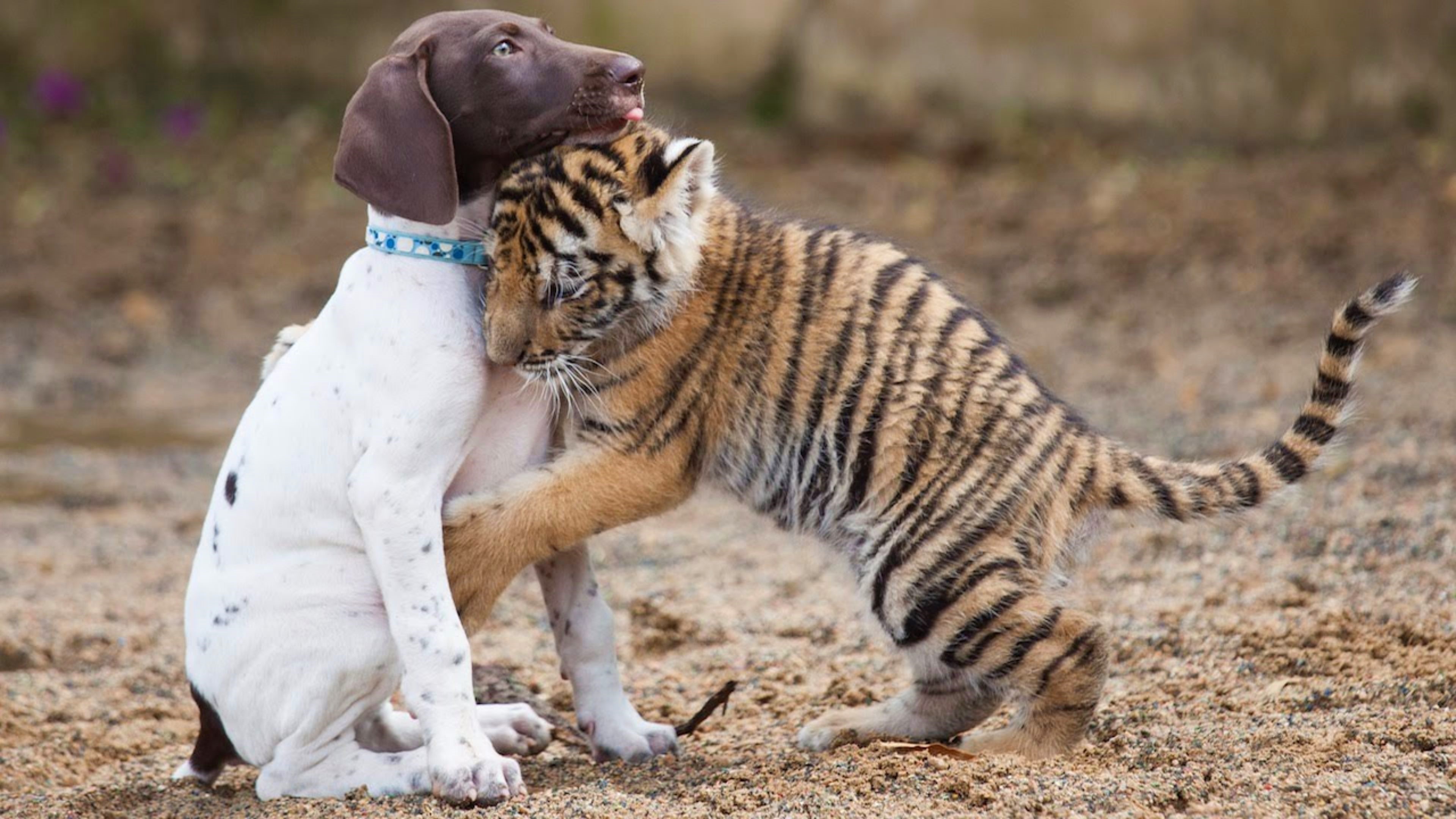 Download Baby Animal Love Hug Dog Tiger Animal Cute 4k Ultra HD Wallpaper