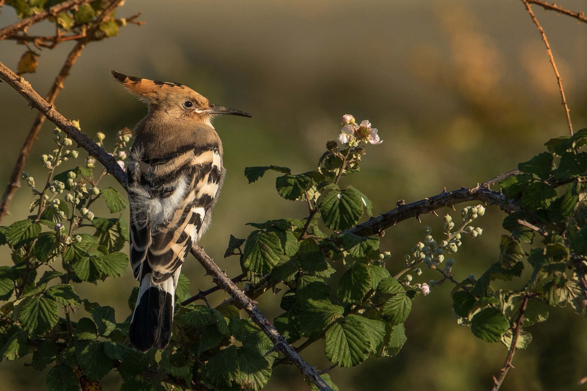 Download Bird Animal Hoopoe HD Wallpaper