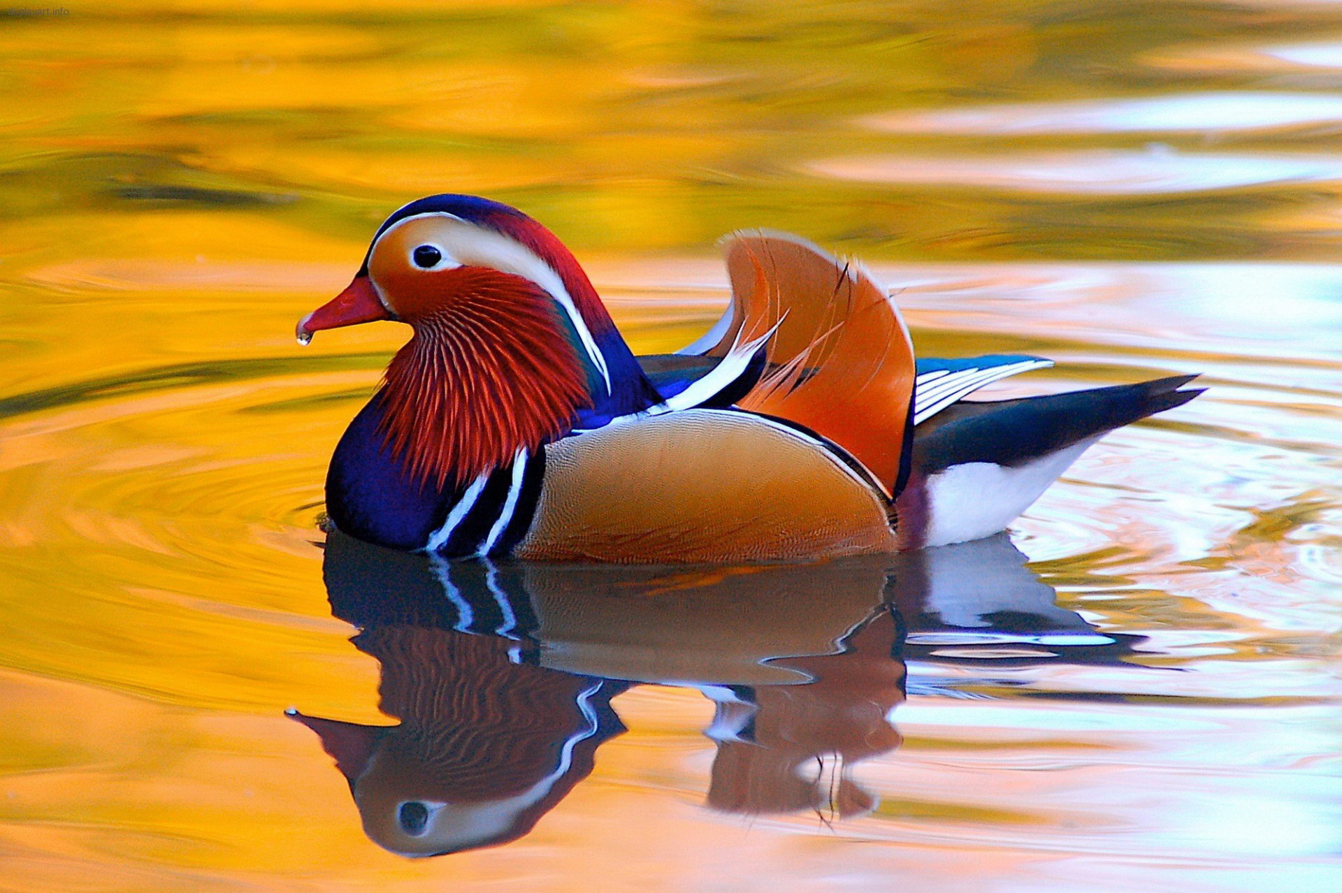Mandarin Duck HD Wallpaper Background Image 1920x1278