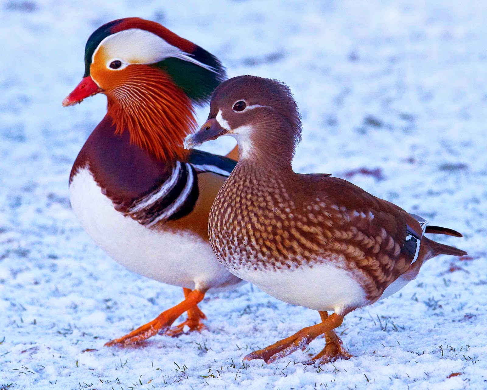 Download Colorful Duck Bird Animal Mandarin Duck Wallpaper