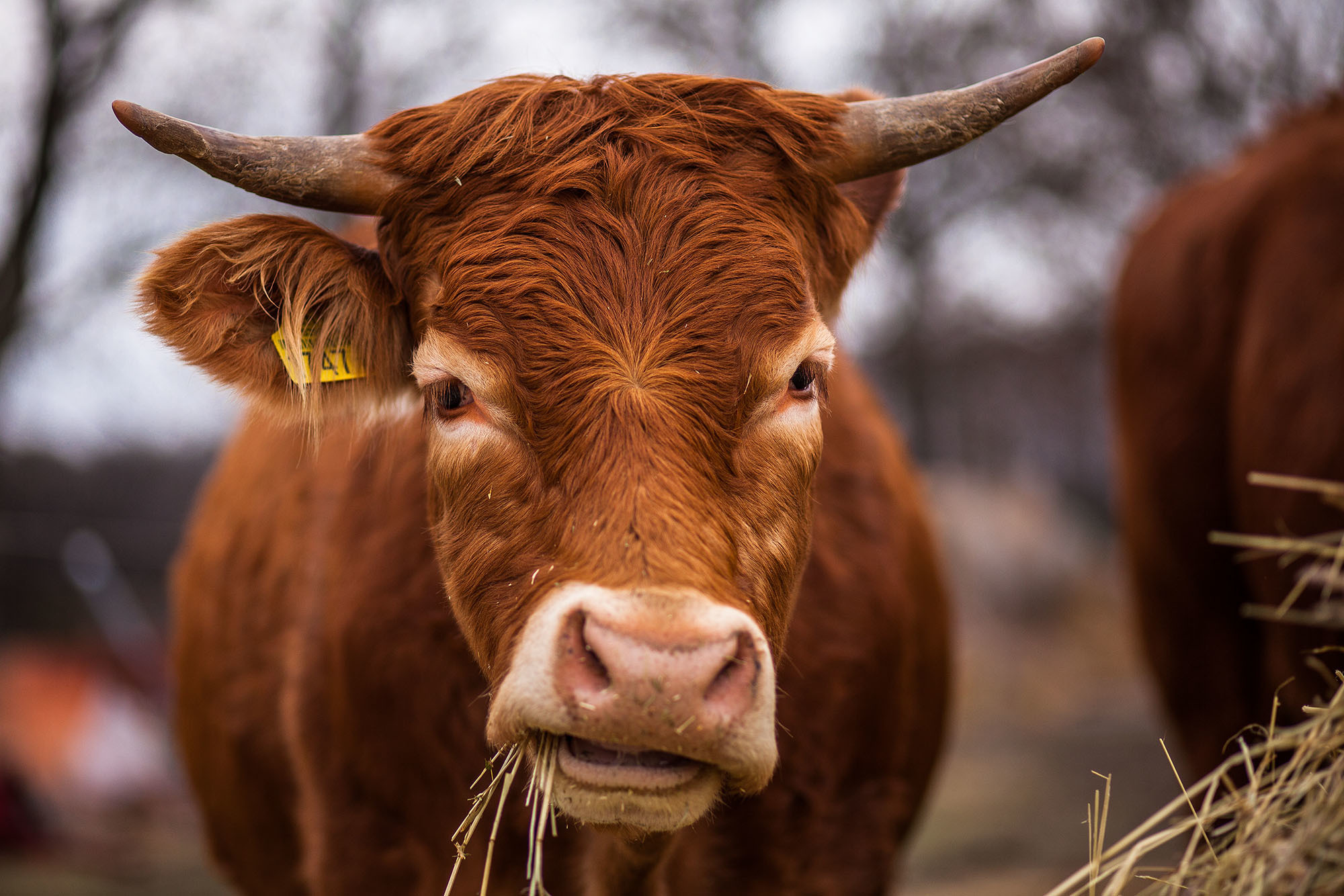 Download Stare Animal Cow HD Wallpaper