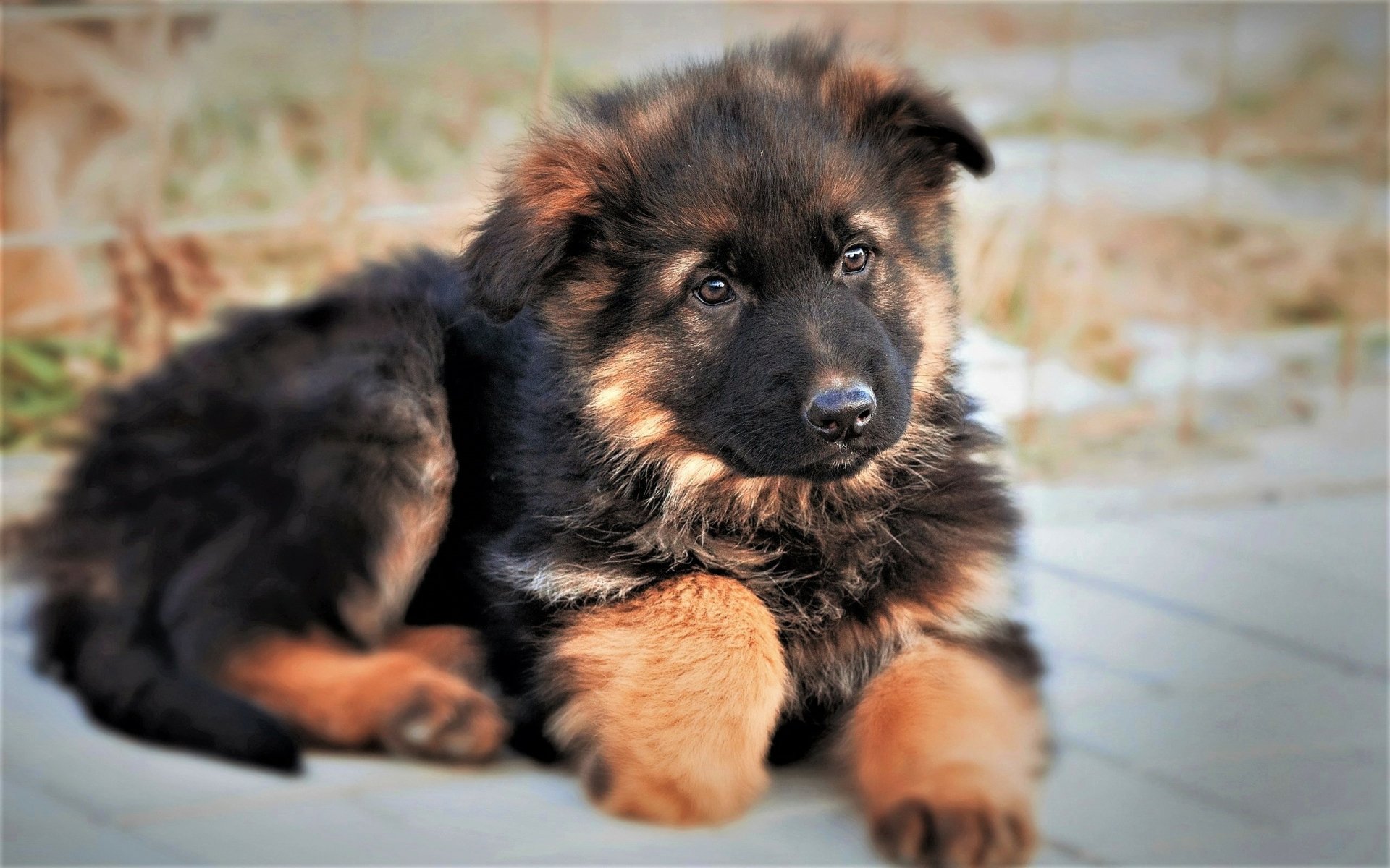 German Shepherd Puppy HD Wallpaper Background Image 2560x1600 ID
