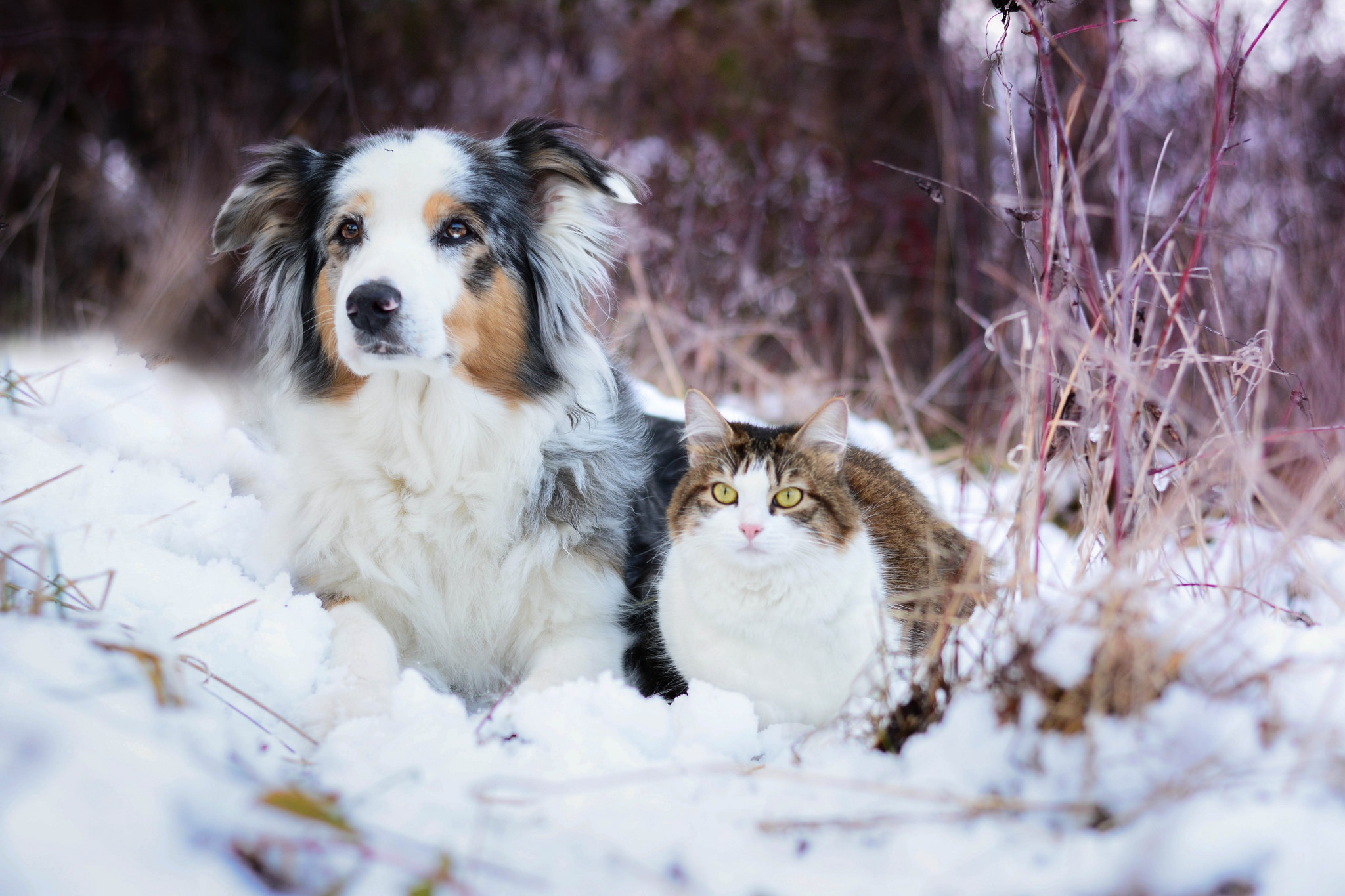 Chat Et Chien Fond d'écran HD ArrièrePlan 2048x1365 ID903632